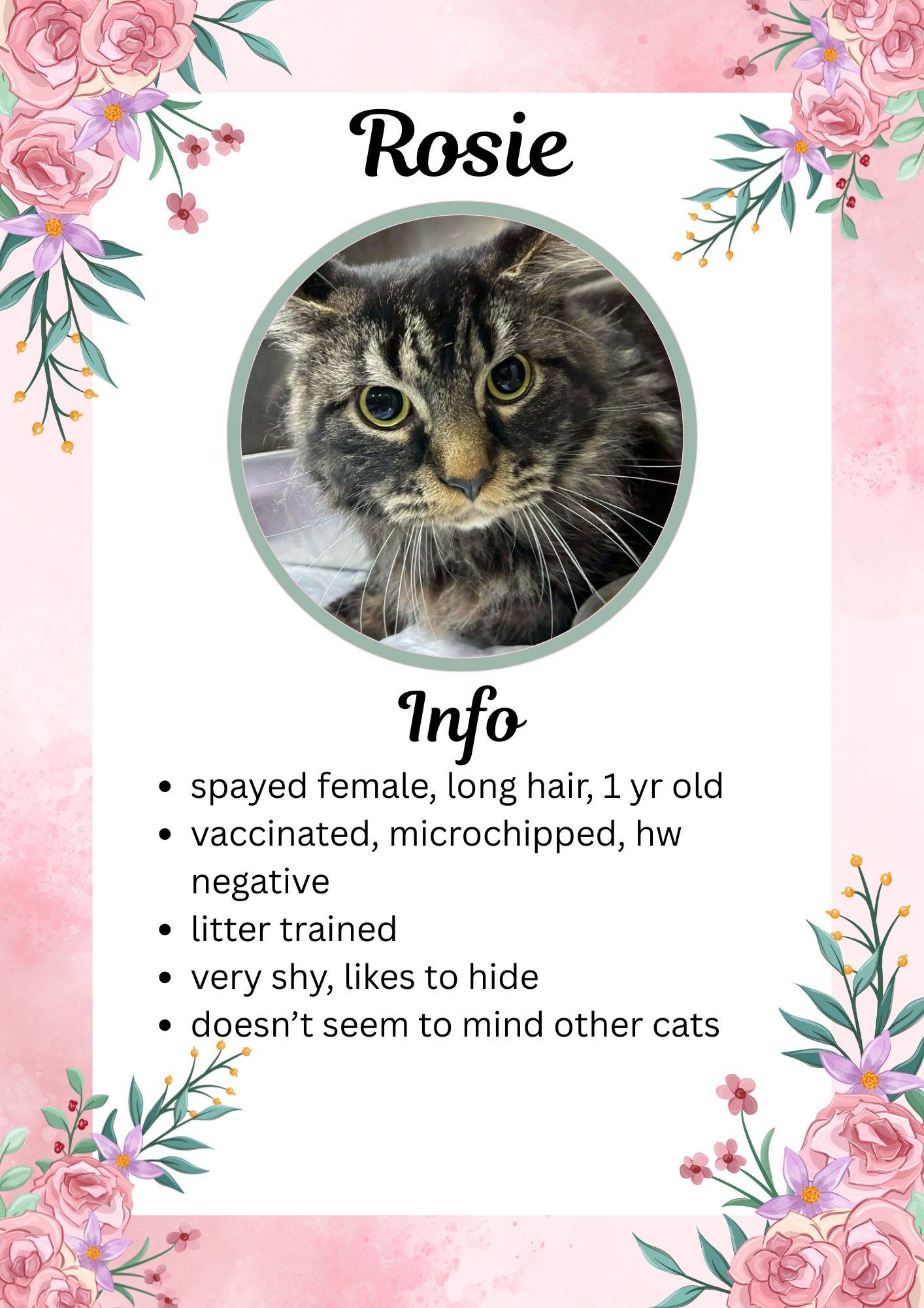 Rosie, ADOPTABLE, Adult Female Domestic Long Hair.