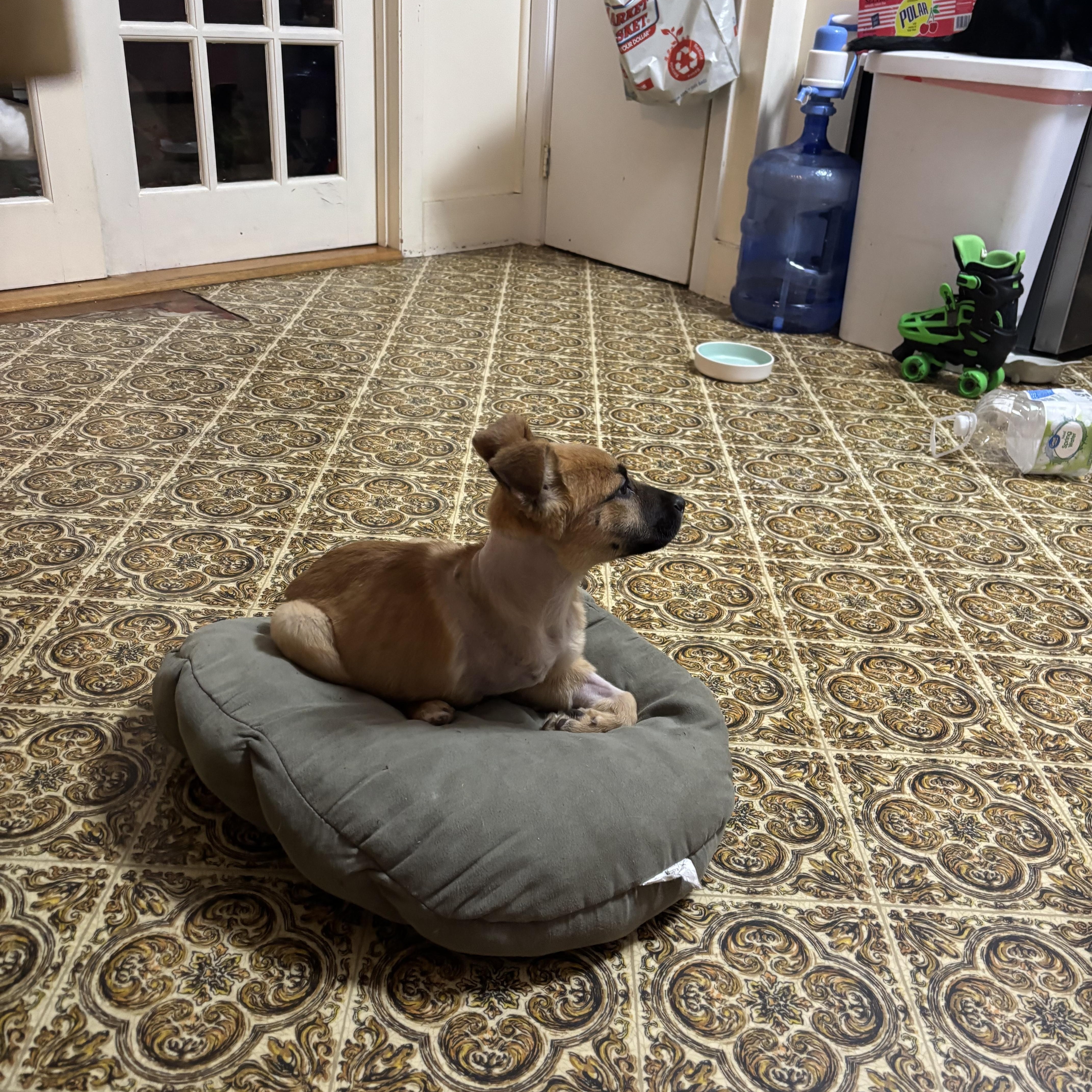 Enlarge Ralph , a ADOPTABLE Mixed Breed in Bowdoin, ME image 5/6