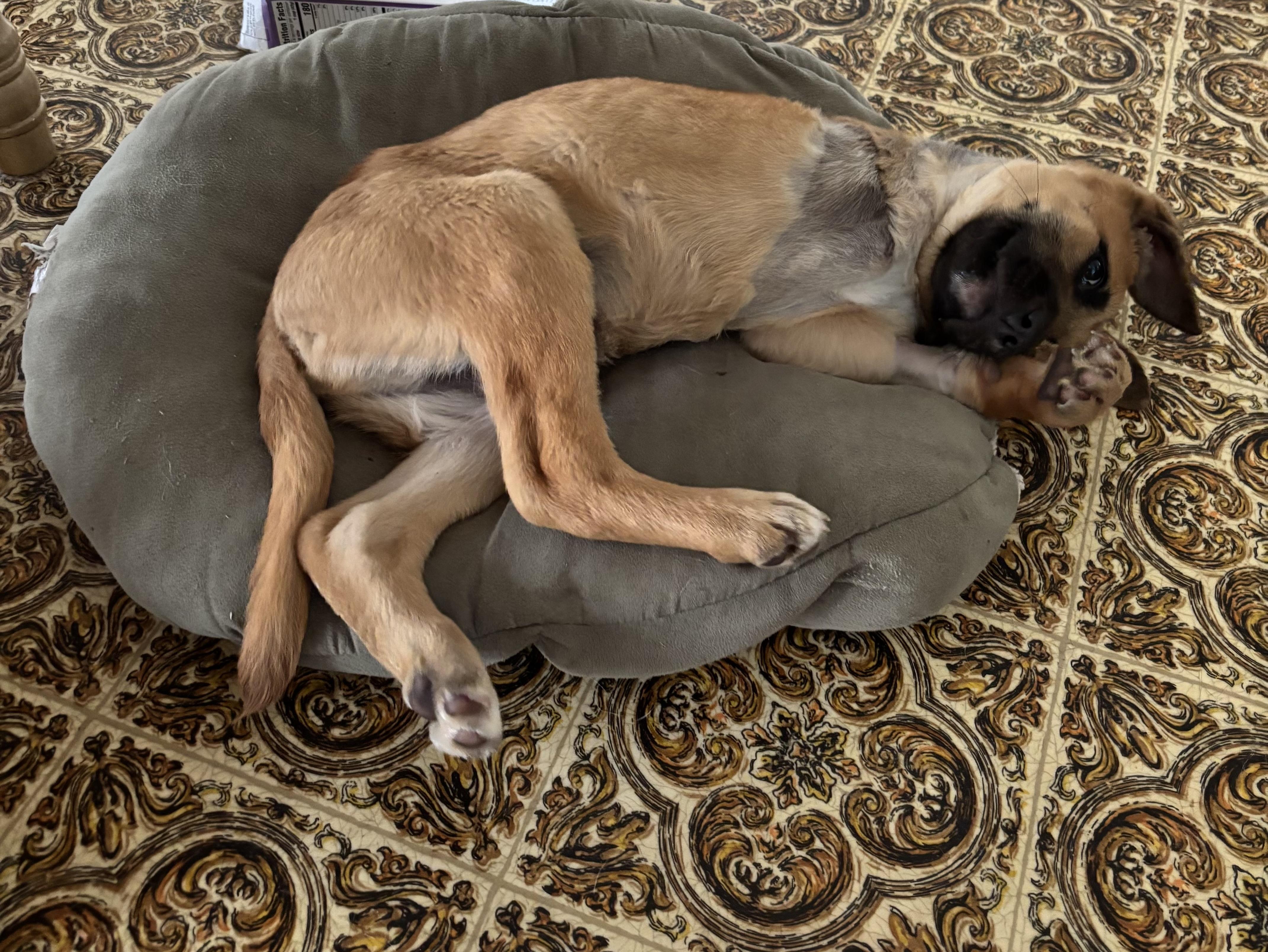 Ralph , an adopted Mixed Breed in Bowdoin, ME image 4/6