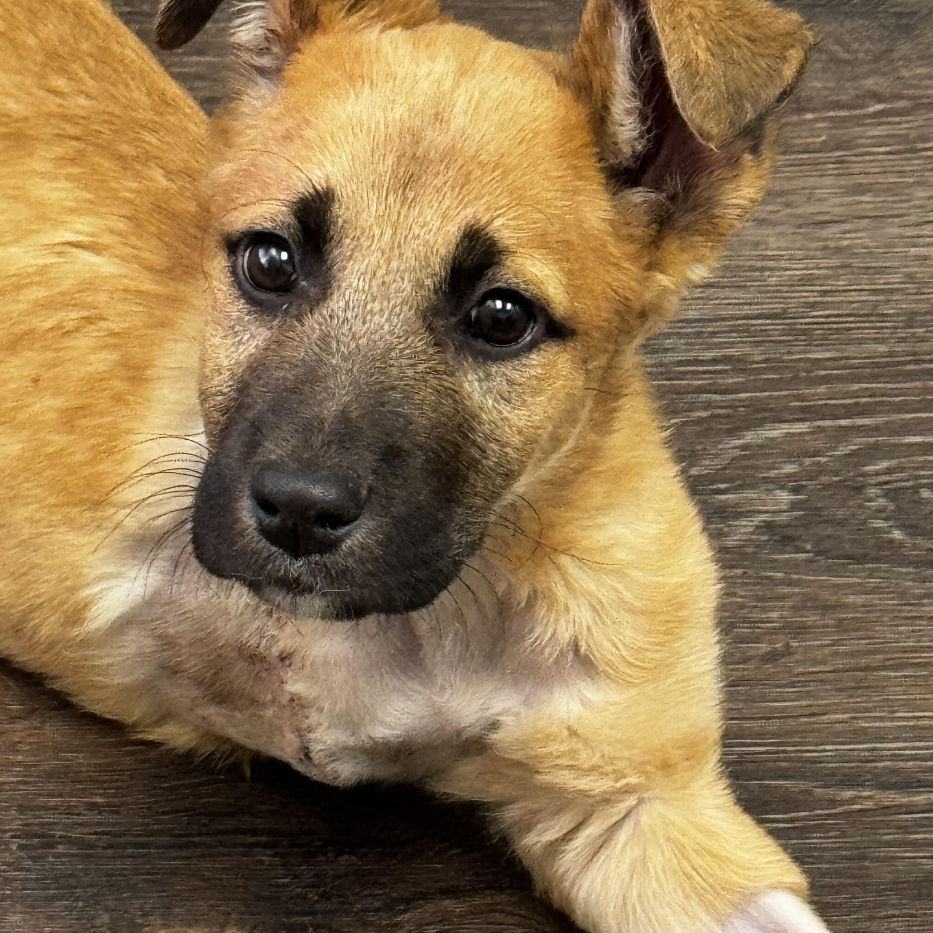 Ralph , ADOPTABLE, Puppy Male Mixed Breed.