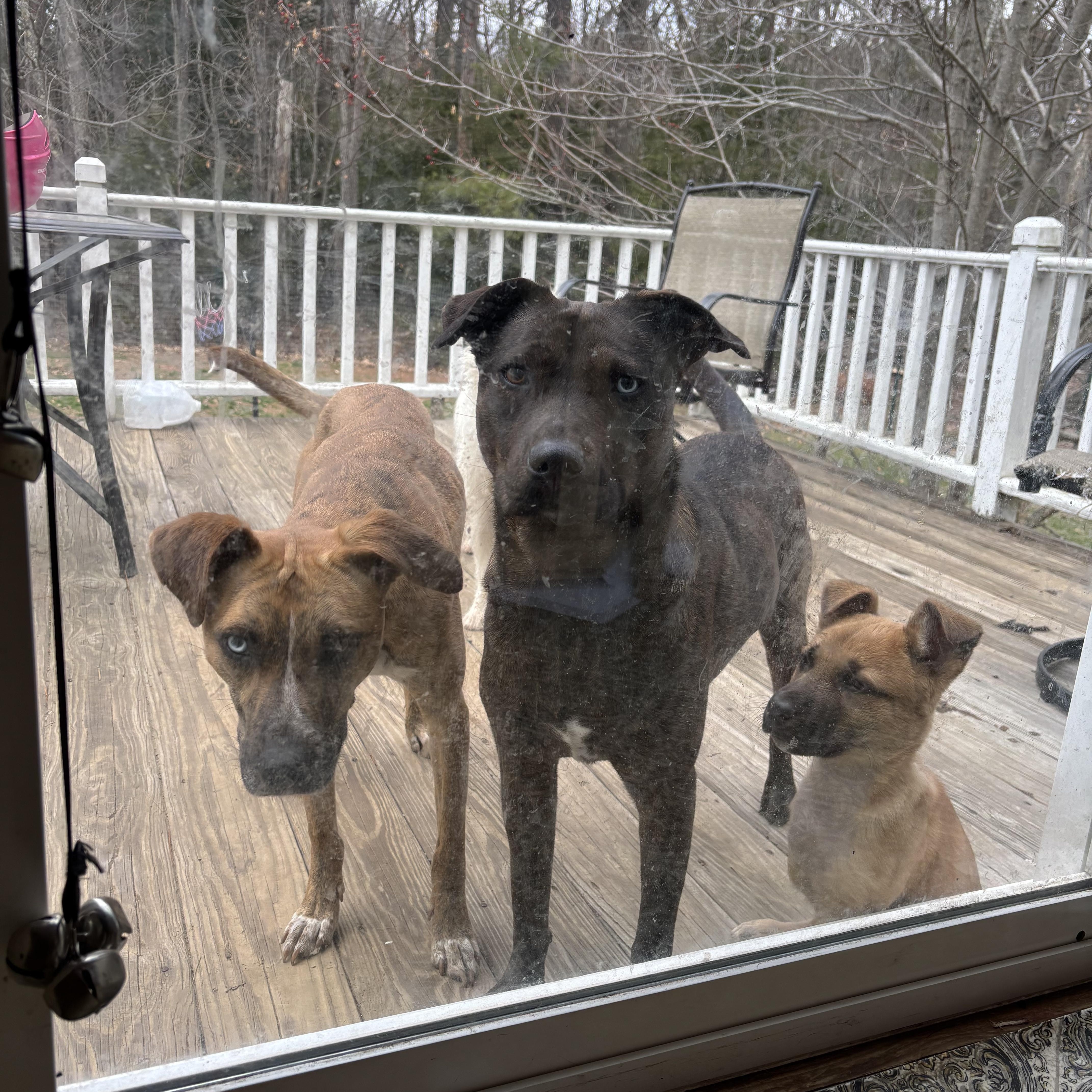Enlarge Ralph , a ADOPTABLE Mixed Breed in Bowdoin, ME image 4/6