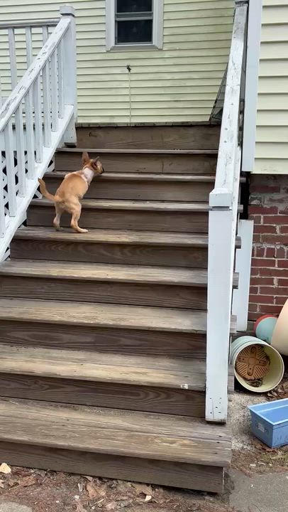 Enlarge Ralph , a ADOPTABLE Mixed Breed in Bowdoin, ME video 3/6