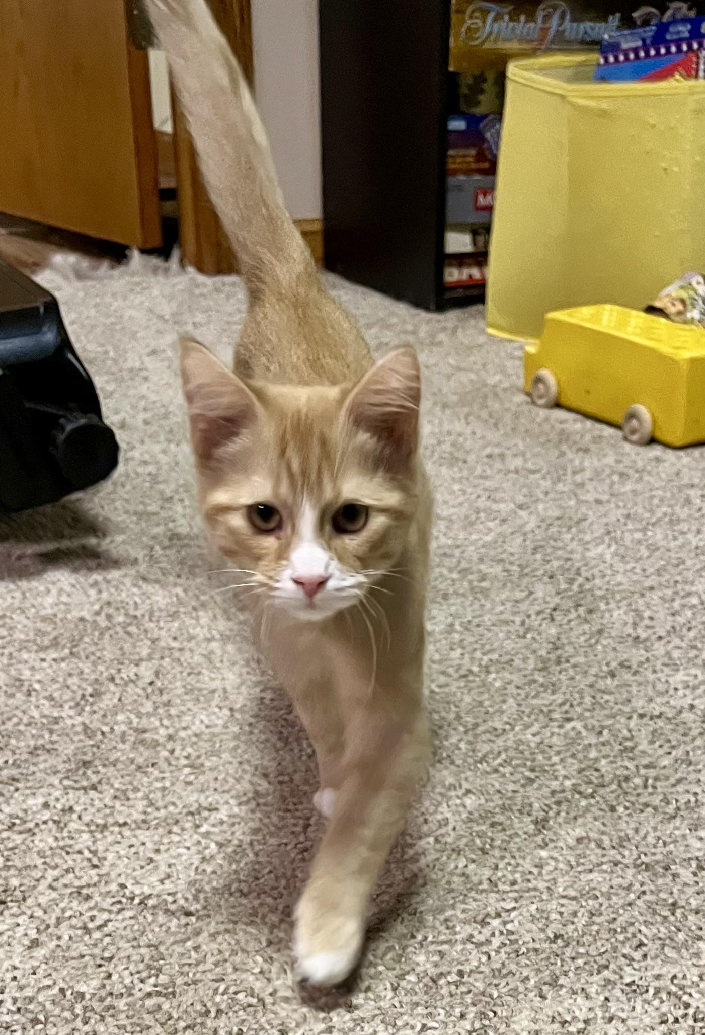 Enlarge Quinn, a Adoptable Domestic Short Hair in Faribault, MN image 2/2