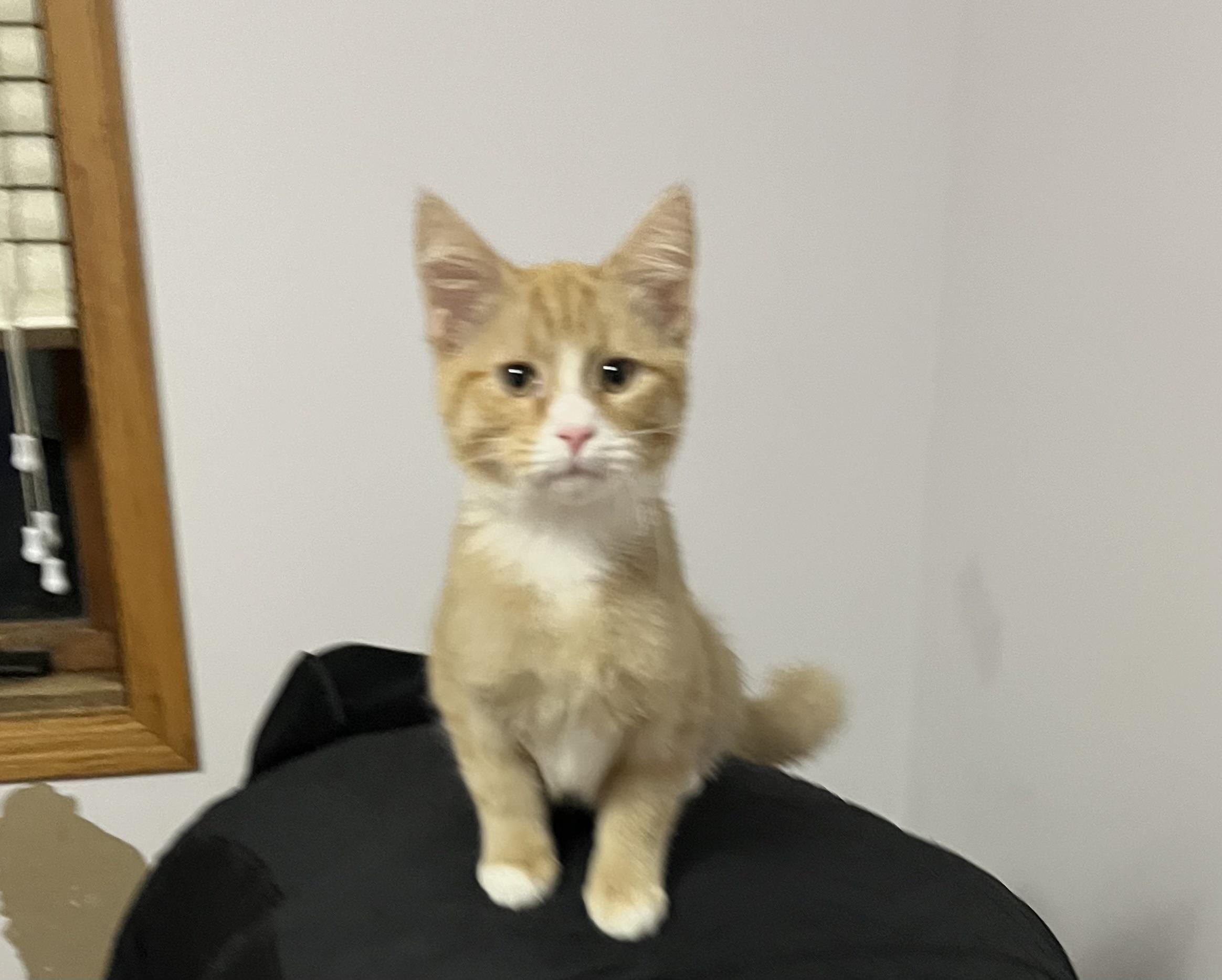 Enlarge Quinn, a Adoptable Domestic Short Hair in Faribault, MN image 1/2