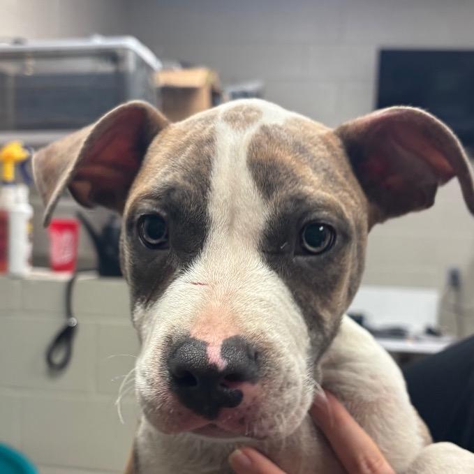 Shine, Adoptable, Puppy Male Pit Bull Terrier.