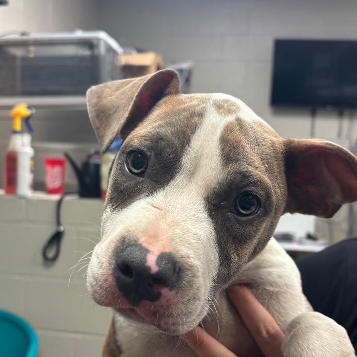 Enlarge Shine, a Adoptable Pit Bull Terrier in Hinesville, GA image 2/2