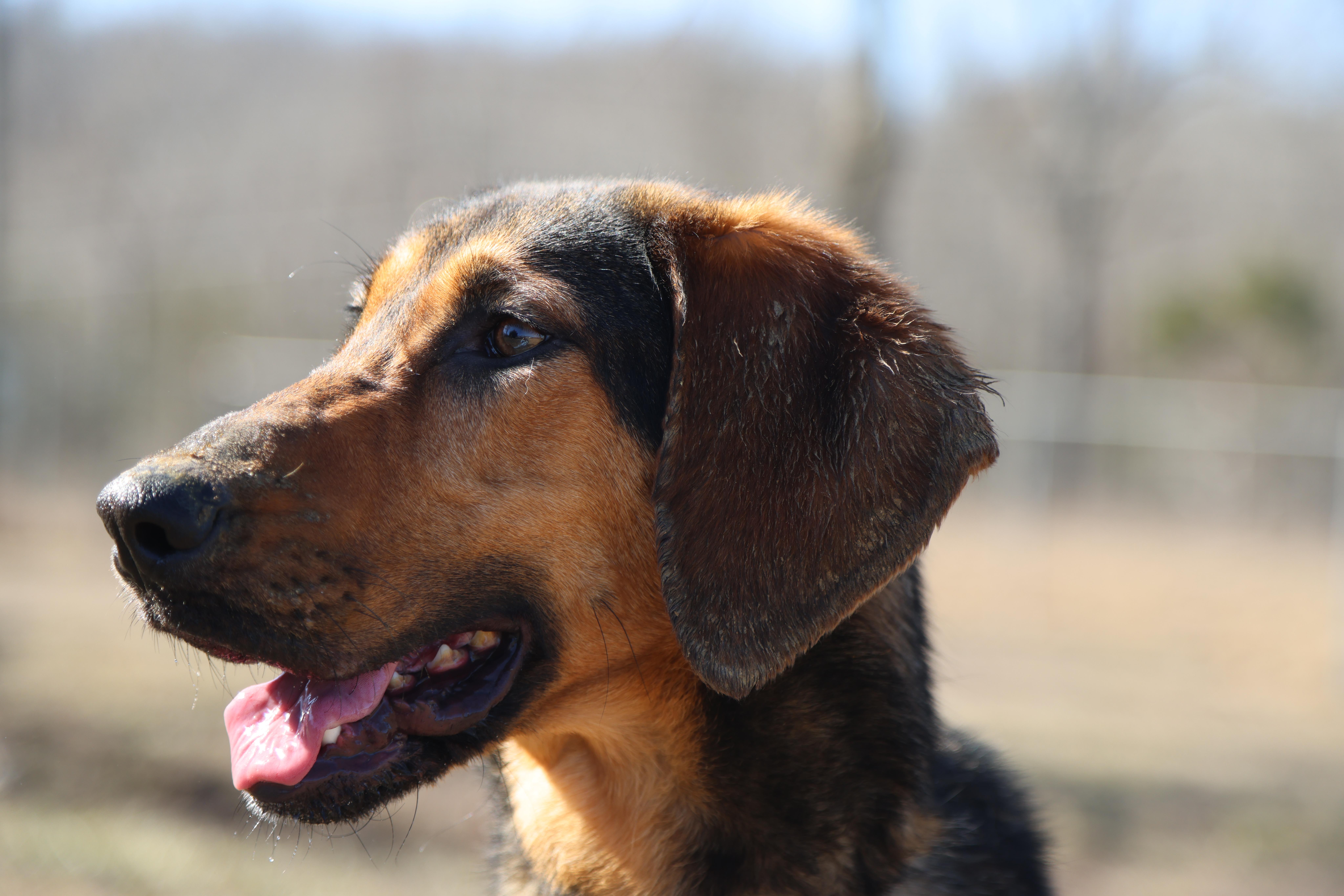 Daisy, ADOPTABLE, Young Female Black and Tan Coonhound.