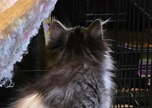 Enlarge Haidyn, an adopted mixed breed in Beckley, WV image 2/3