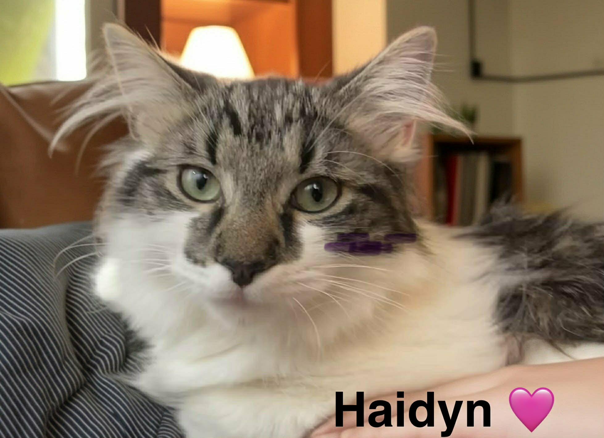 Enlarge Haidyn, an adopted mixed breed in Beckley, WV image 1/3