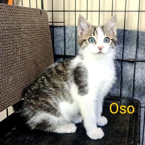 Oso, an adoptable Tabby in Salt Lake City, UT, 84109 | Photo Image 1