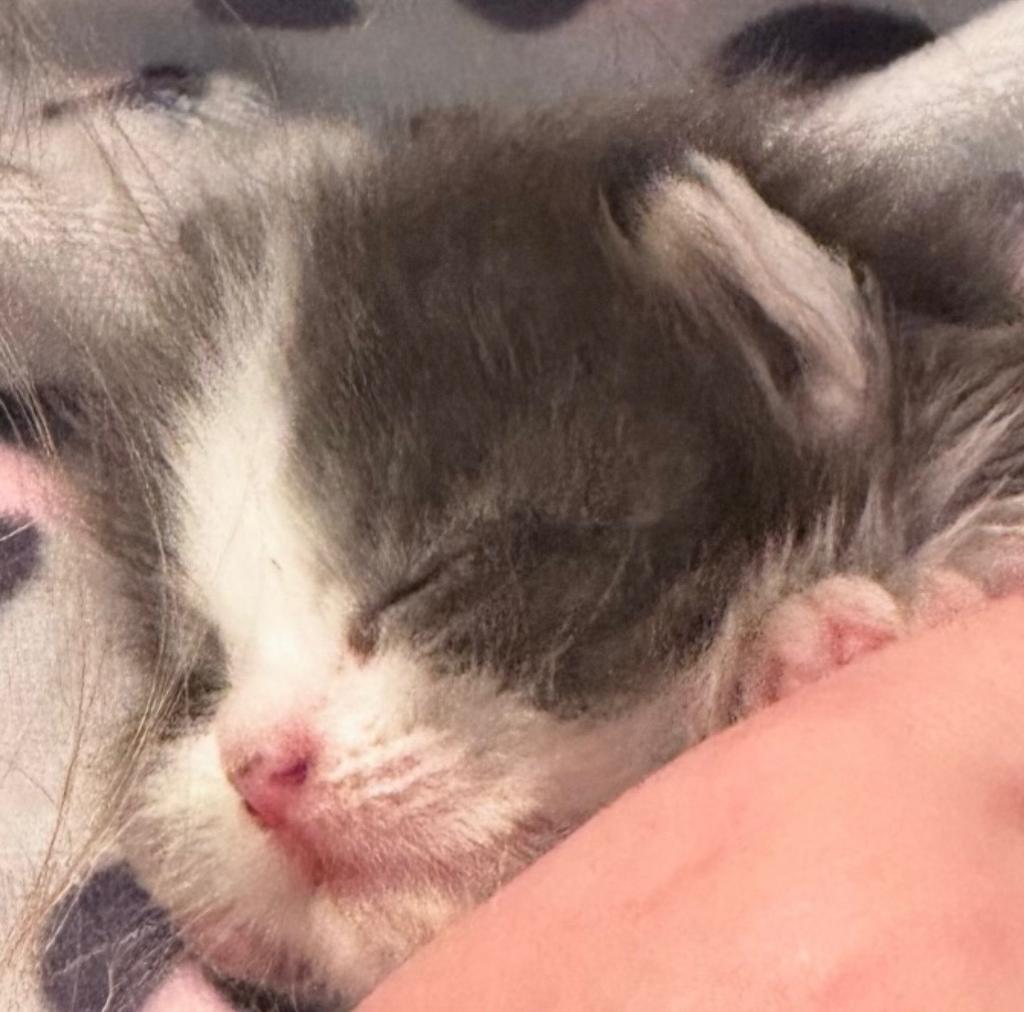 Georgie, Adoptable, Kitten Female Domestic Long Hair.