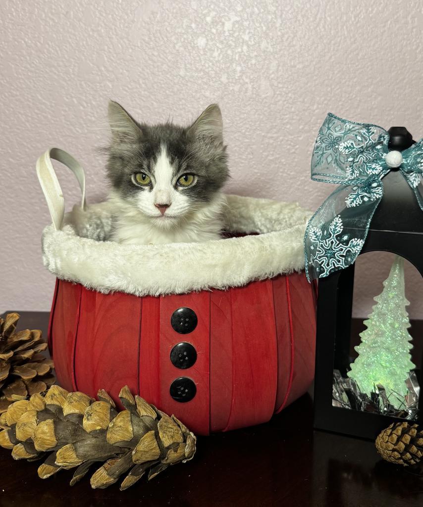 Enlarge Georgie, a Adoptable mixed breed in Ontario, OR image 2/2