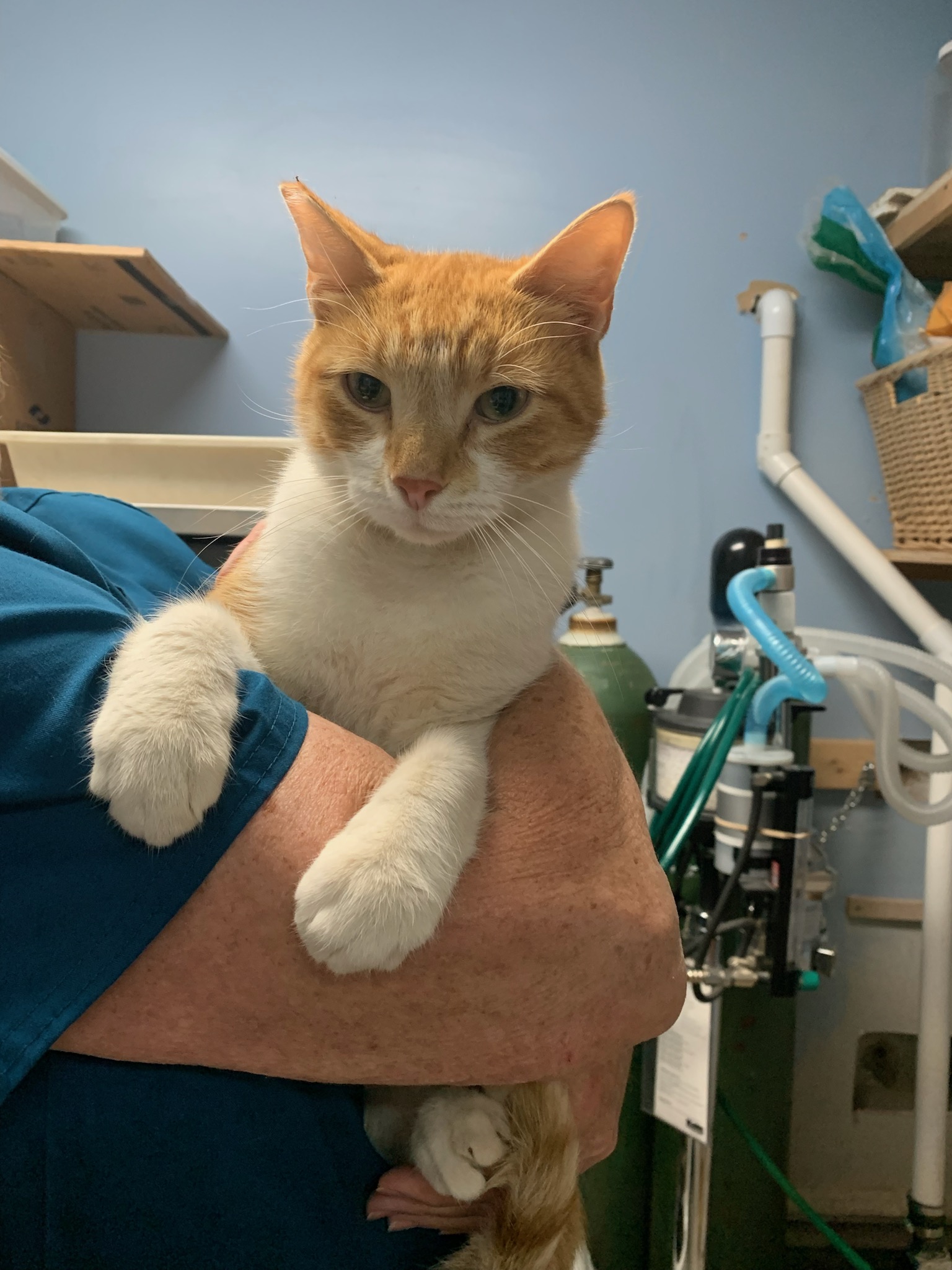 Enlarge Oskar, a Adoptable Domestic Short Hair in Jeffersonville, IN image 1/3