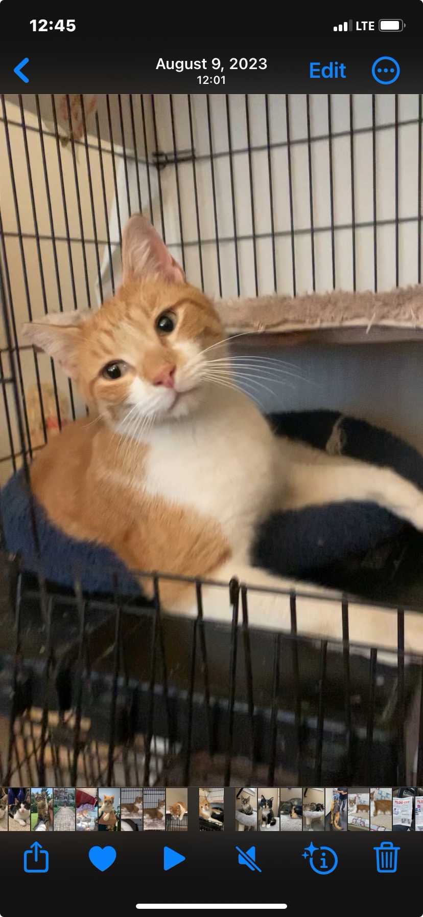 Enlarge Oskar, a Adoptable Domestic Short Hair in Jeffersonville, IN image 2/3