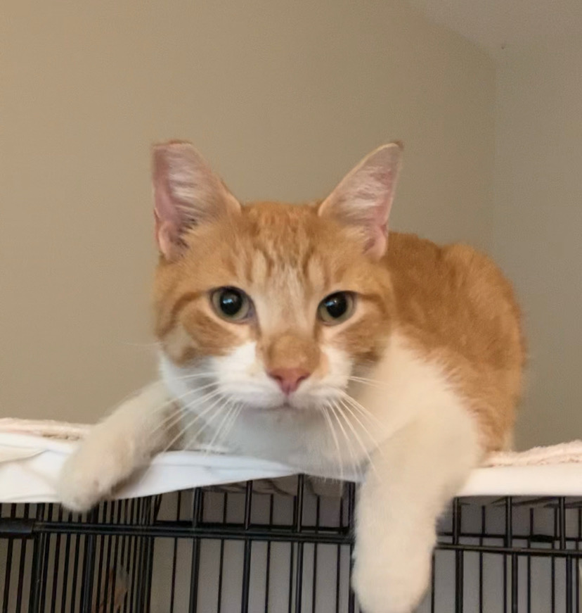 Enlarge Oskar, a Adoptable Domestic Short Hair in Jeffersonville, IN image 3/3