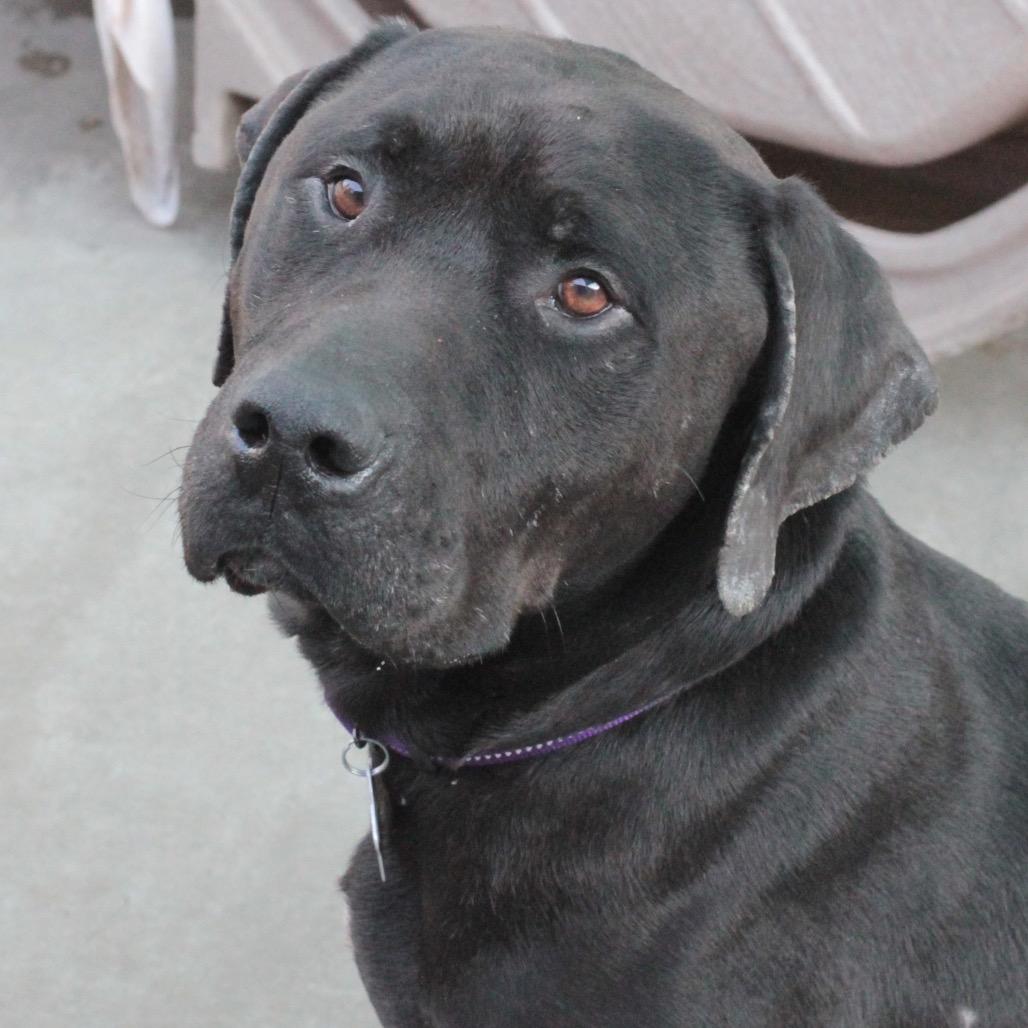 Finnegan, Adoptable, Adult Male Black Labrador Retriever.