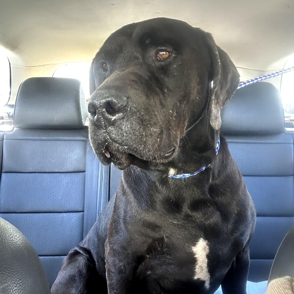 Enlarge Finnegan, a Adoptable mixed breed in San Francisco, CA image 2/6