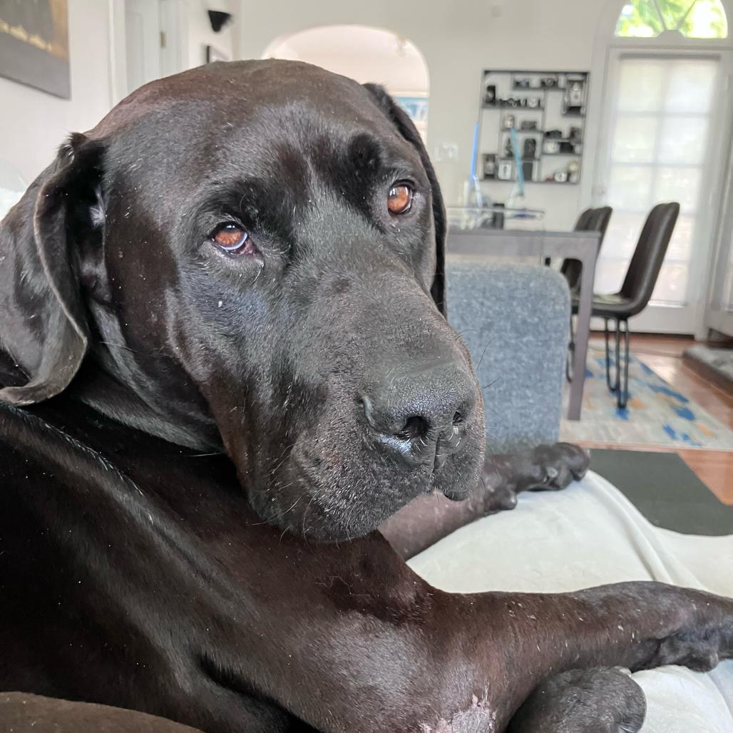 Enlarge Finnegan, a Adoptable mixed breed in San Francisco, CA image 3/6