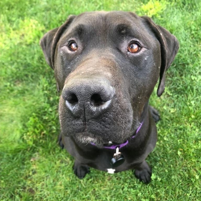 Enlarge Finnegan, a Adoptable mixed breed in San Francisco, CA image 3/6
