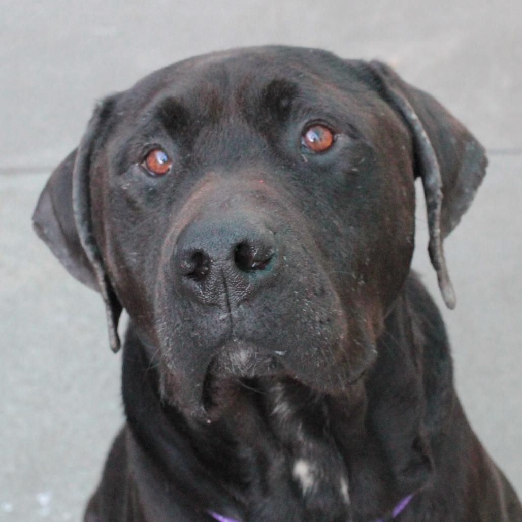 Enlarge Finnegan, a Adoptable mixed breed in San Francisco, CA image 4/6