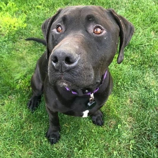 Enlarge Finnegan, a Adoptable mixed breed in San Francisco, CA image 5/6