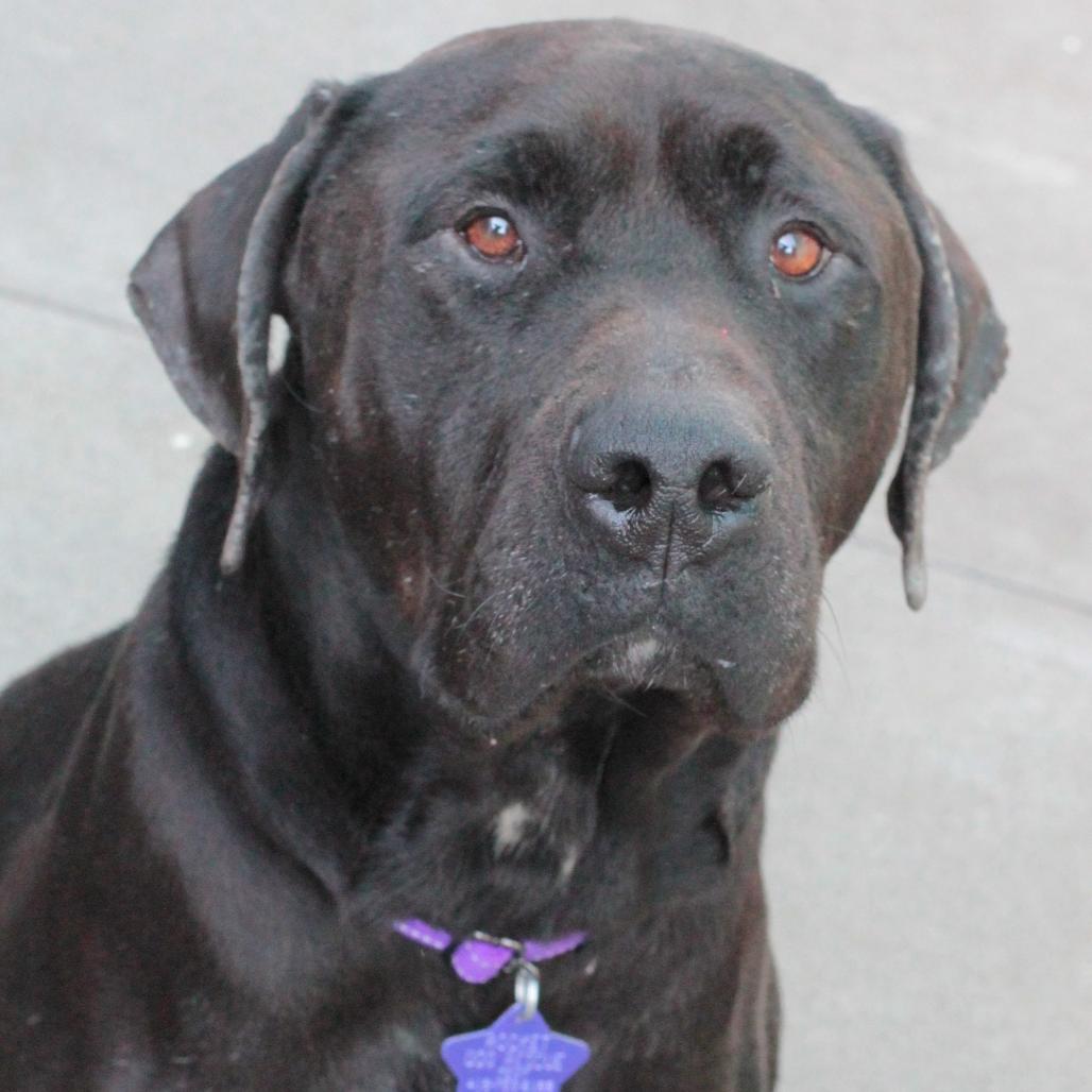 Enlarge Finnegan, a Adoptable mixed breed in San Francisco, CA image 6/6