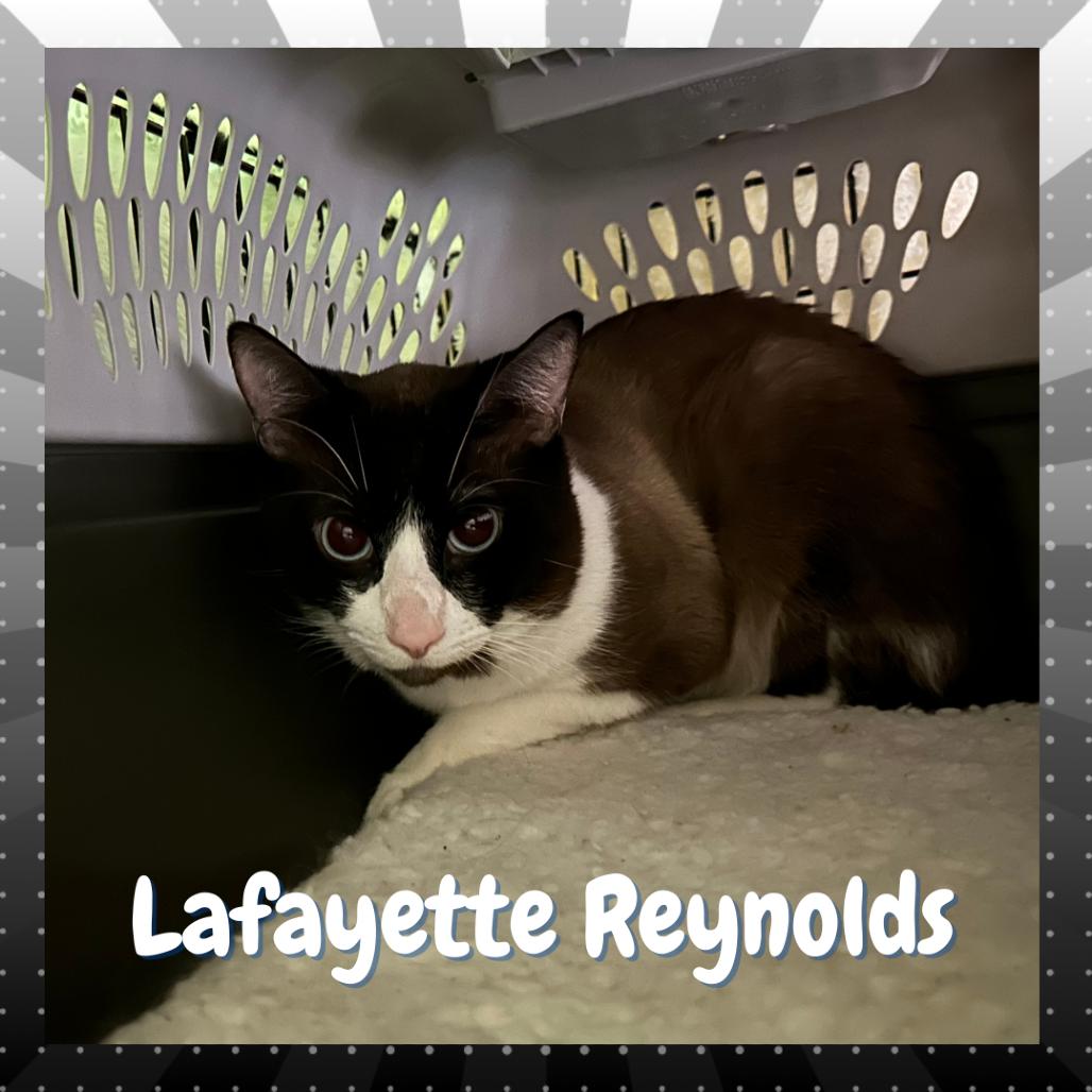 Lafayette Reynolds, Adoptable, Adult Male Siamese.