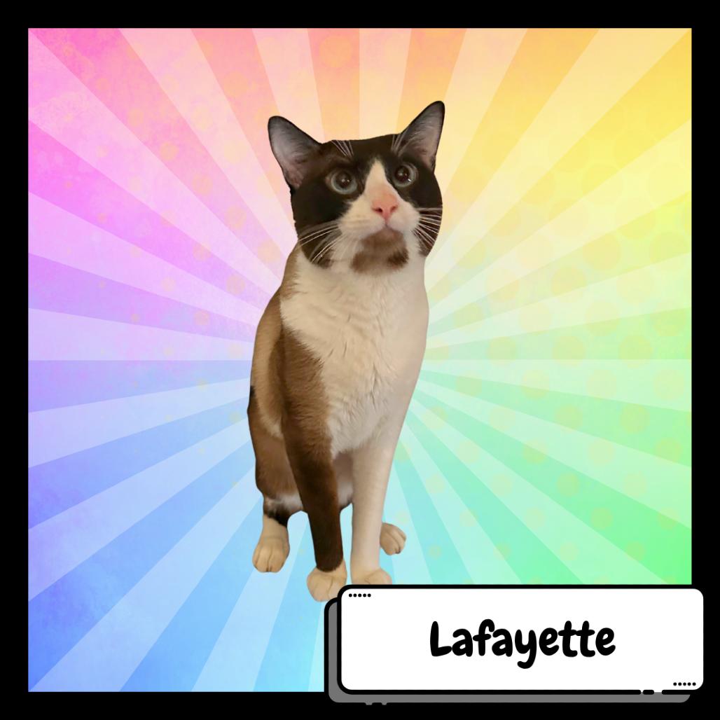 Lafayette Reynolds, a Adoptable Siamese in Suisun City, CA image 2/6