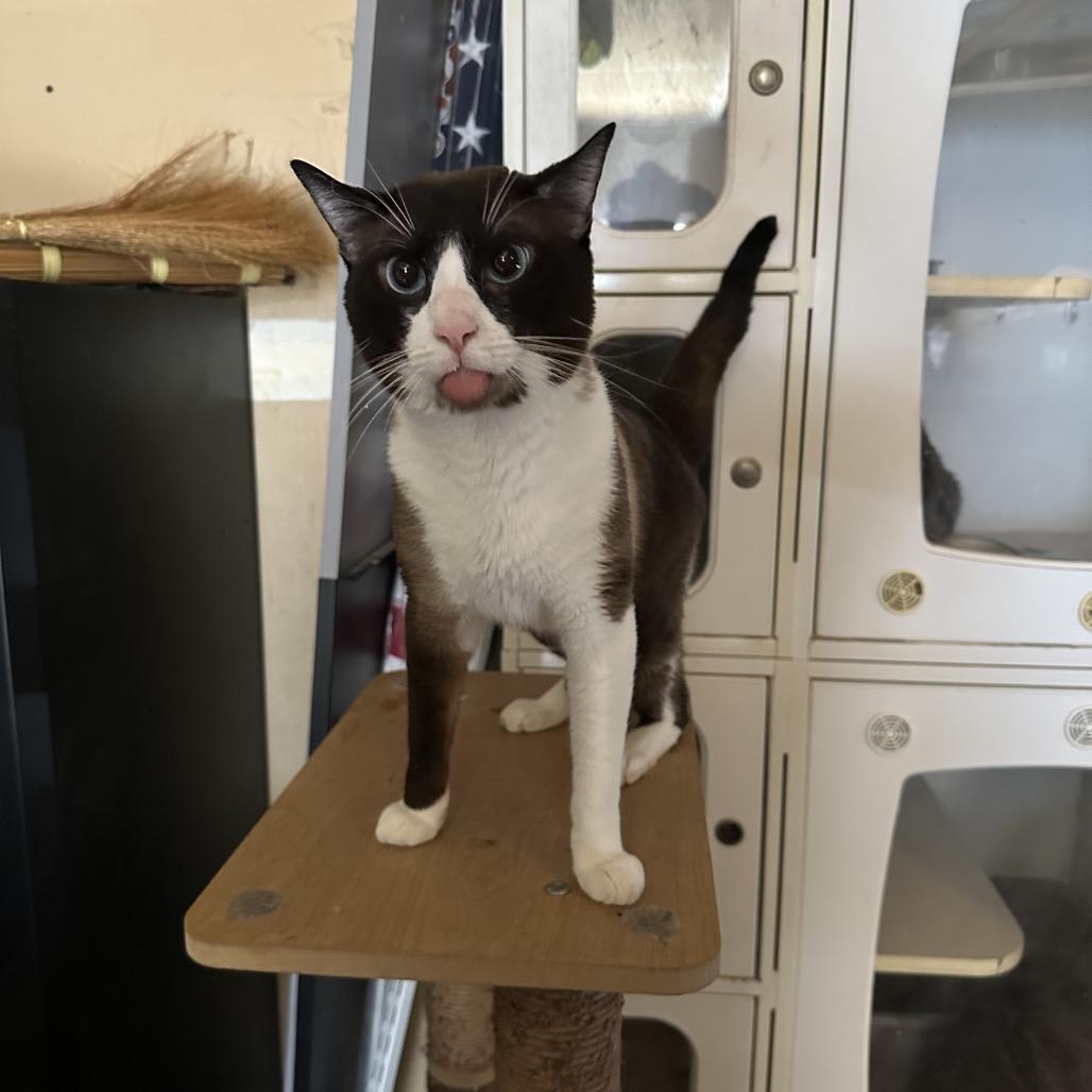 Lafayette Reynolds, a Adoptable Siamese in Suisun City, CA image 3/6