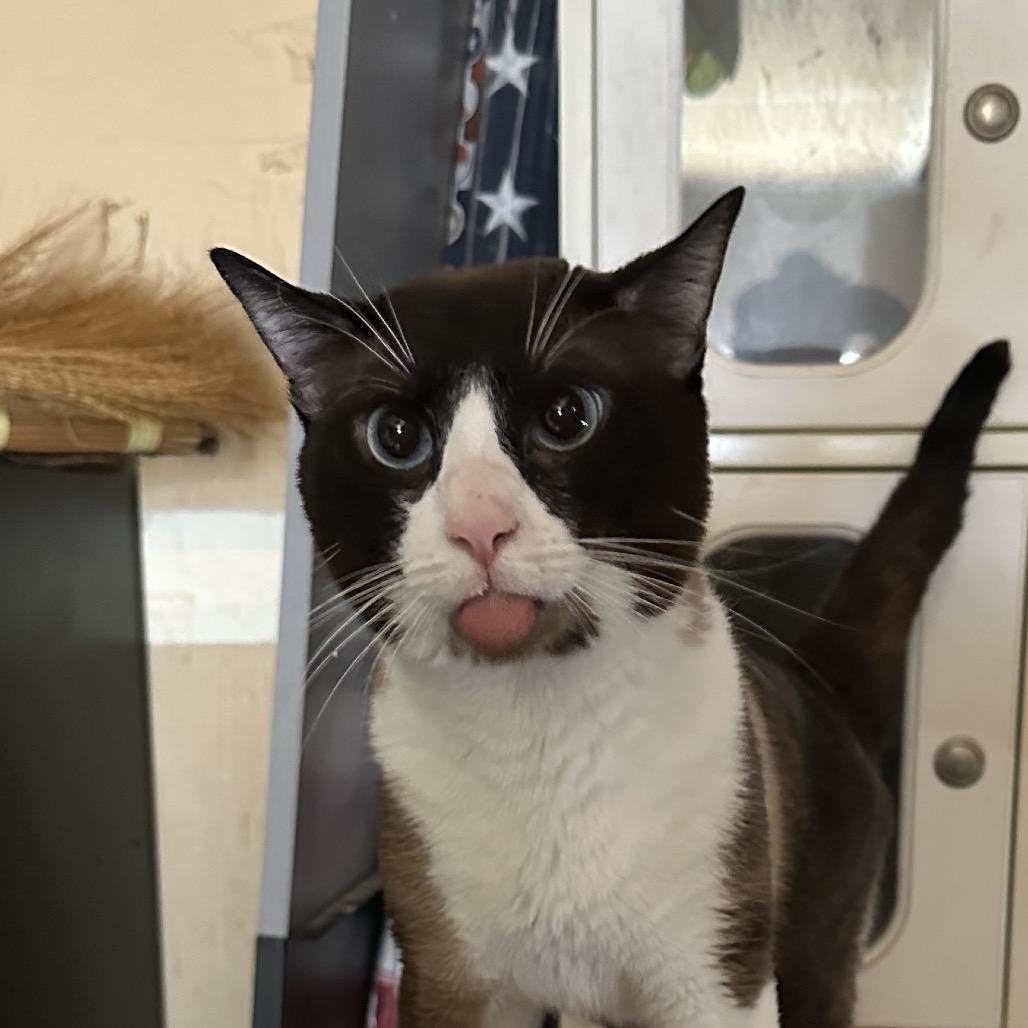 Lafayette Reynolds, a Adoptable Siamese in Suisun City, CA image 4/6