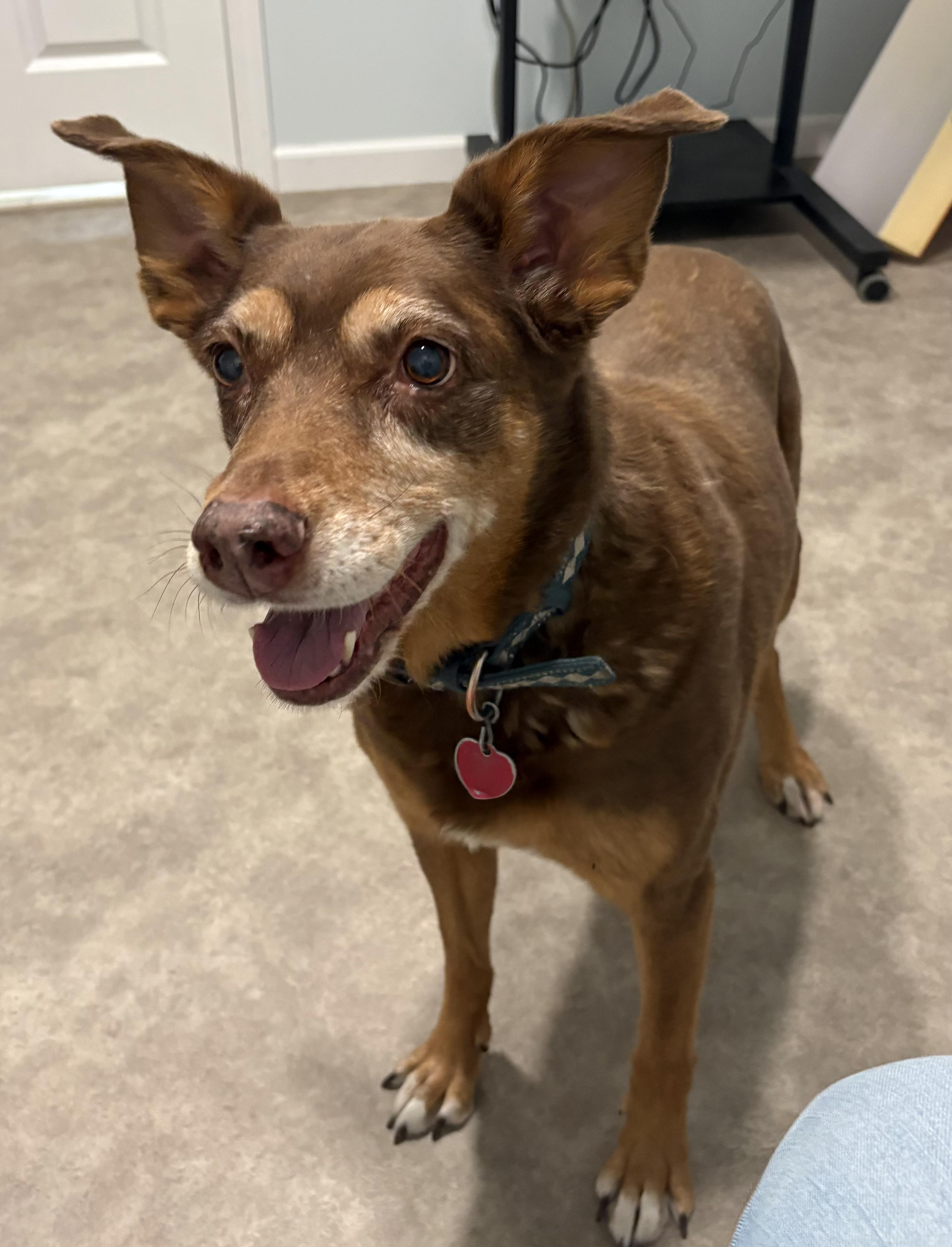 Ginger, a ADOPTABLE mixed breed in Grant, NE image 4/6