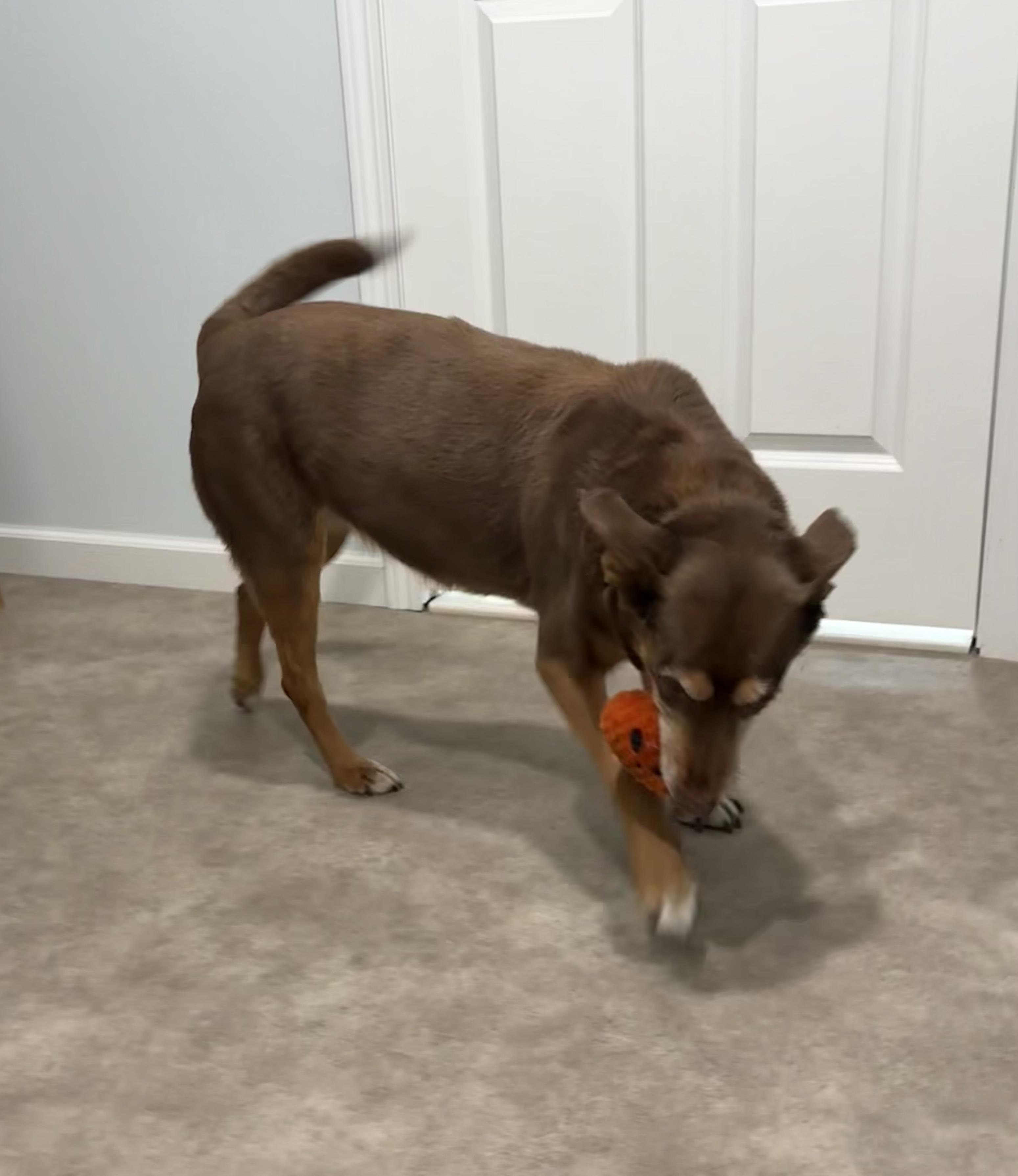 Ginger, a ADOPTABLE mixed breed in Grant, NE image 6/6