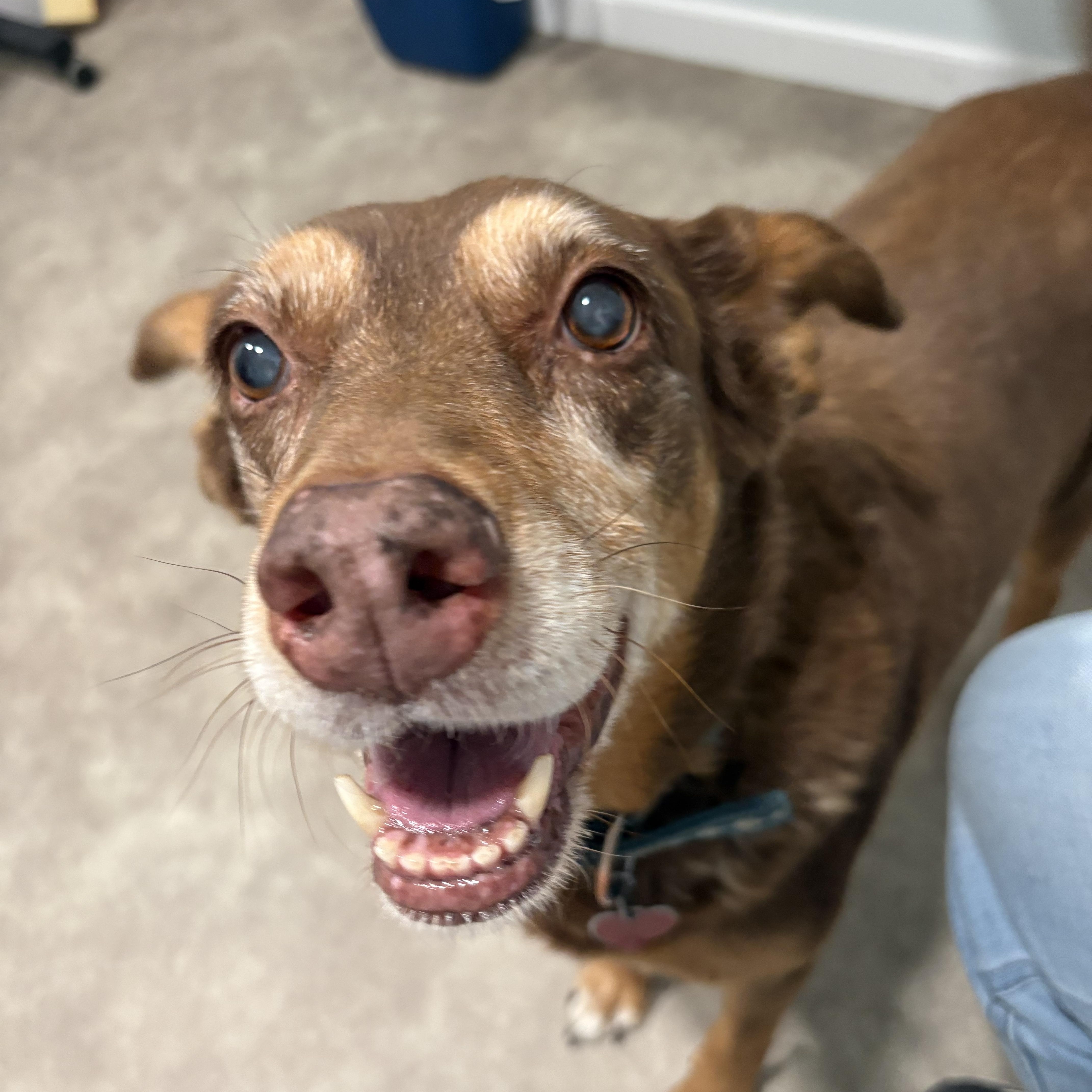 Ginger, a ADOPTABLE mixed breed in Grant, NE image 3/6