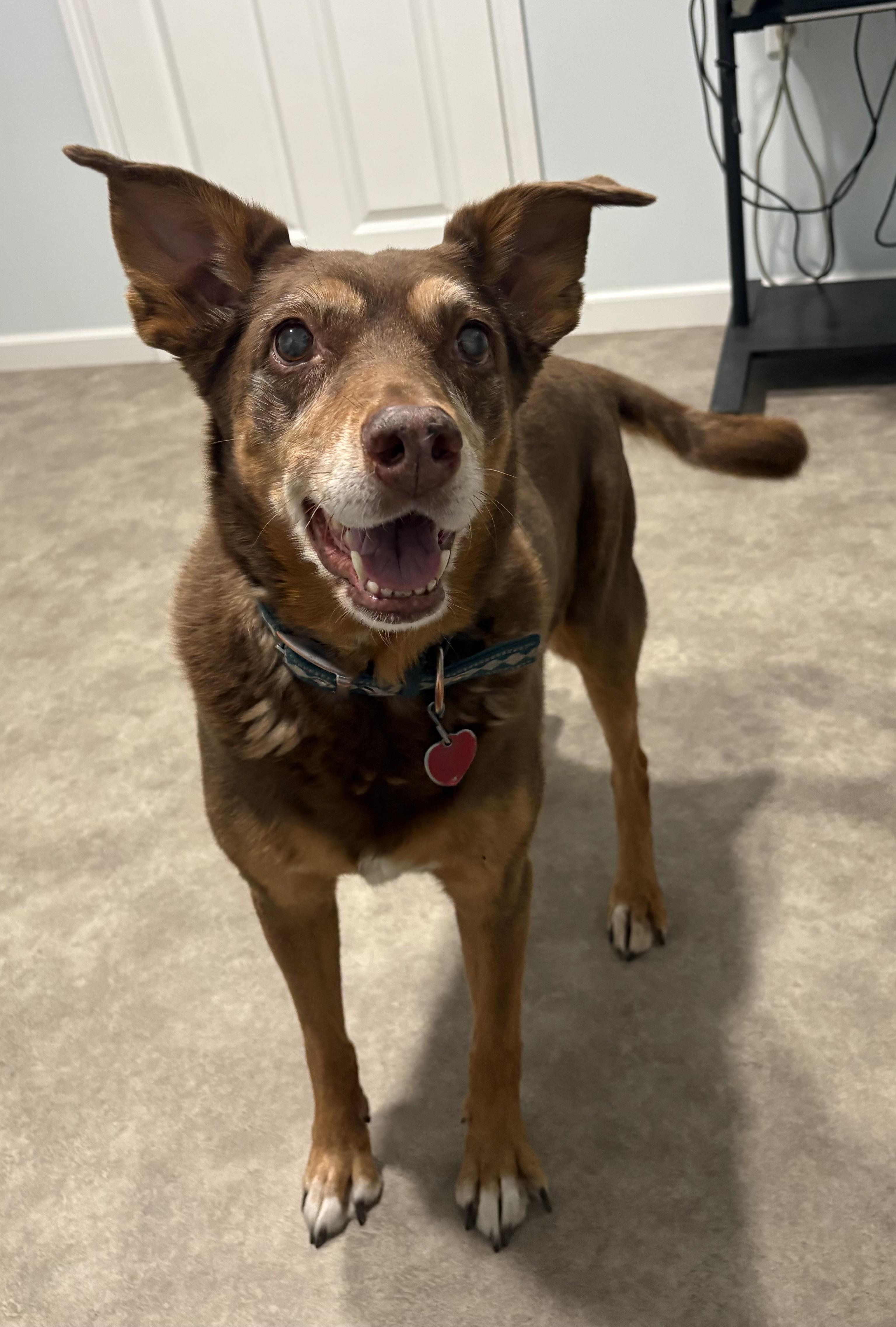 Ginger, ADOPTABLE, Senior Female German Shepherd Dog.