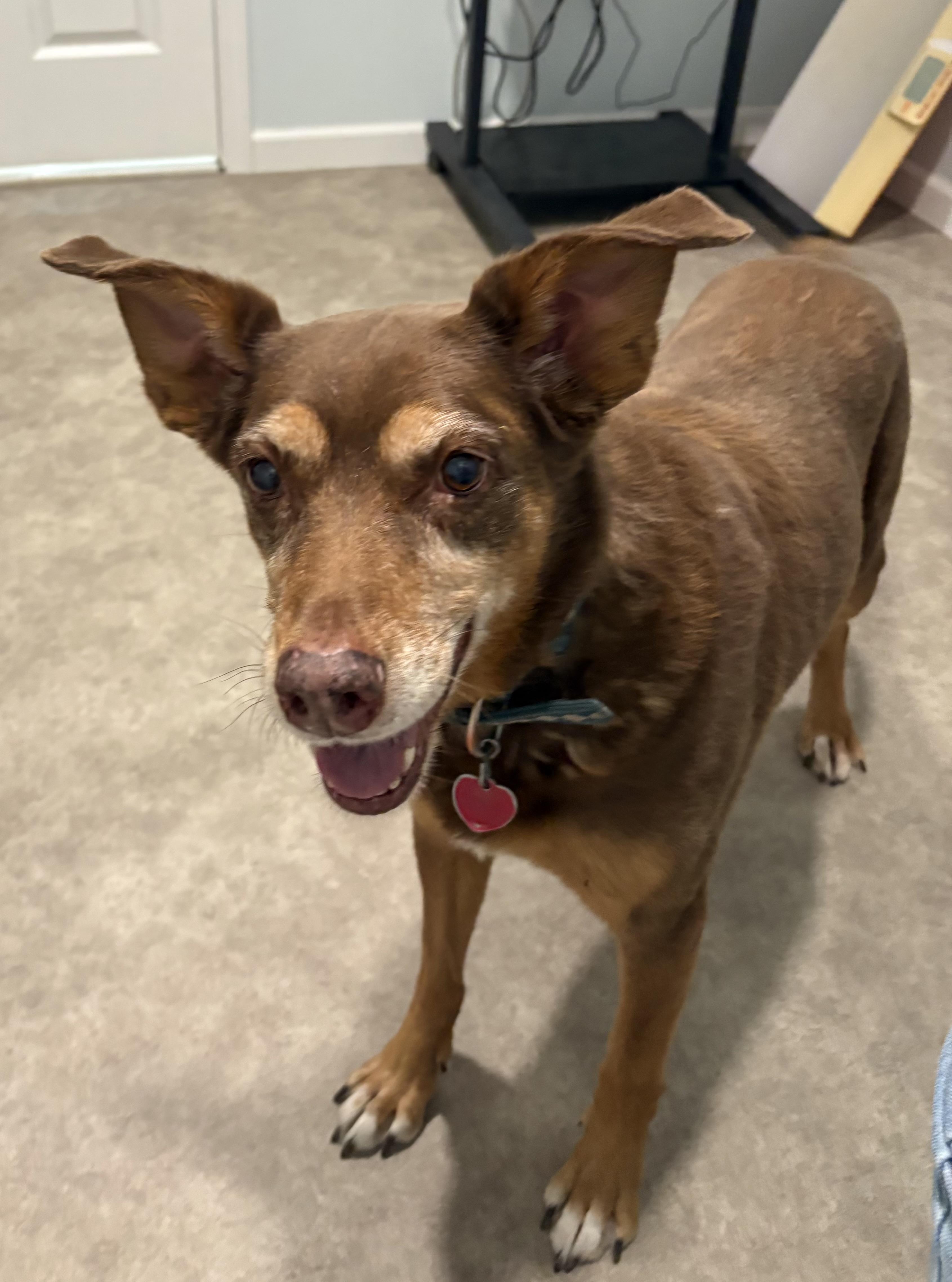 Ginger, a ADOPTABLE mixed breed in Grant, NE image 2/6