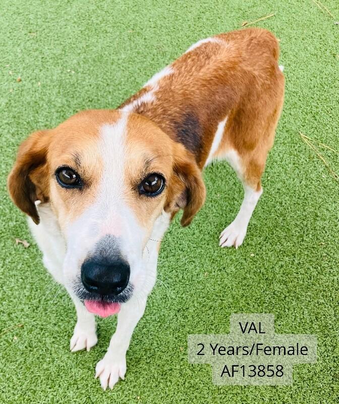 Enlarge Val, a Adoptable mixed breed in Supply, NC image 1/2