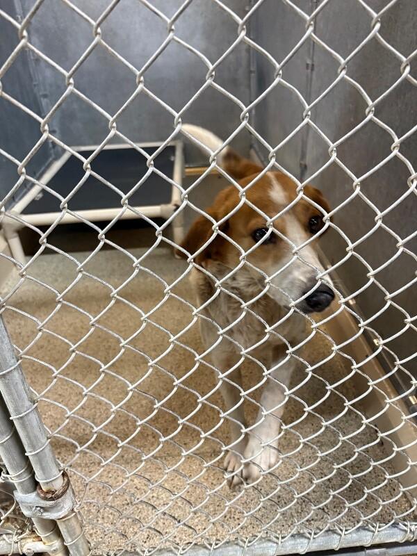 Enlarge Val, a Adoptable mixed breed in Supply, NC image 2/2