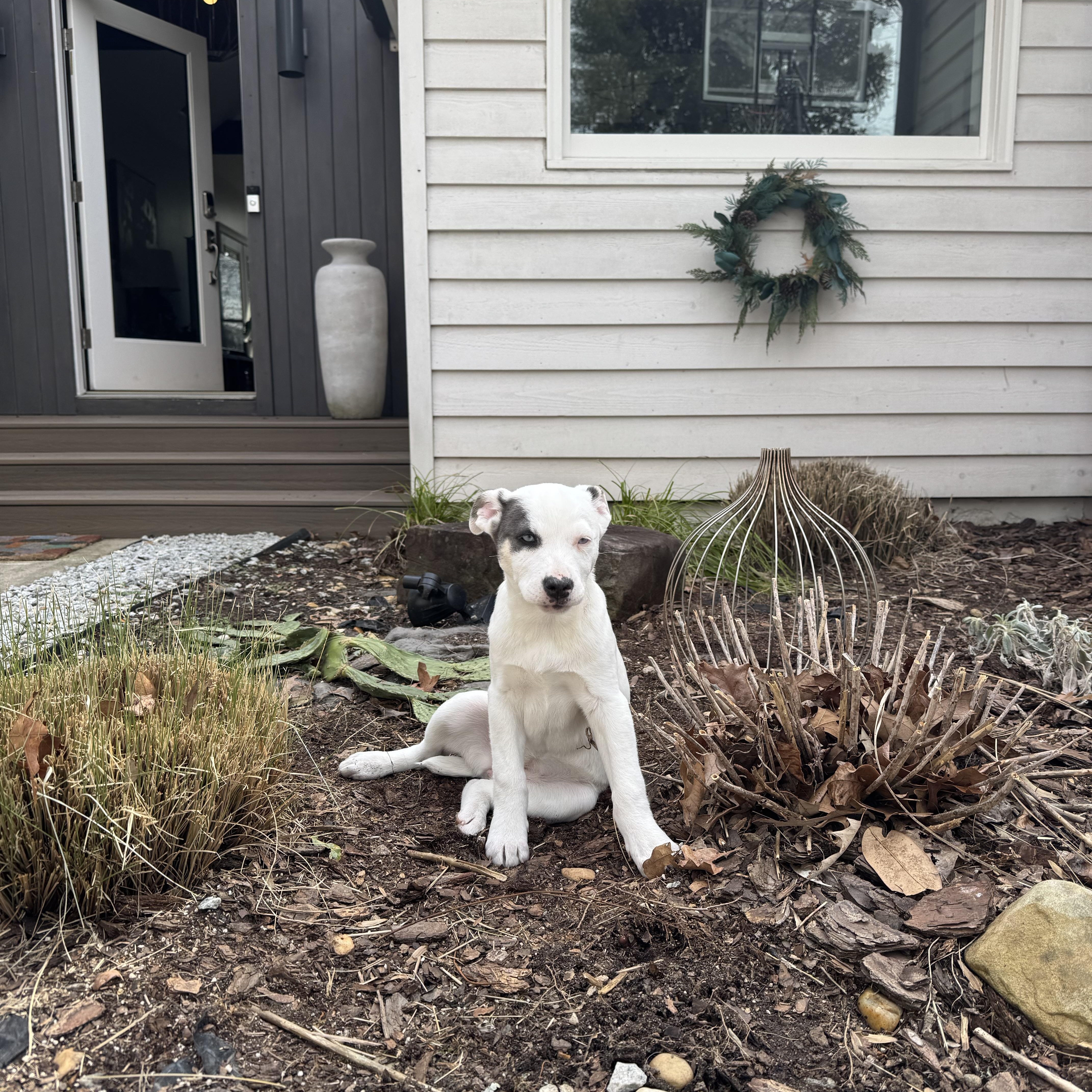 Muffin, an adopted mixed breed in Roswell, GA image 3/5