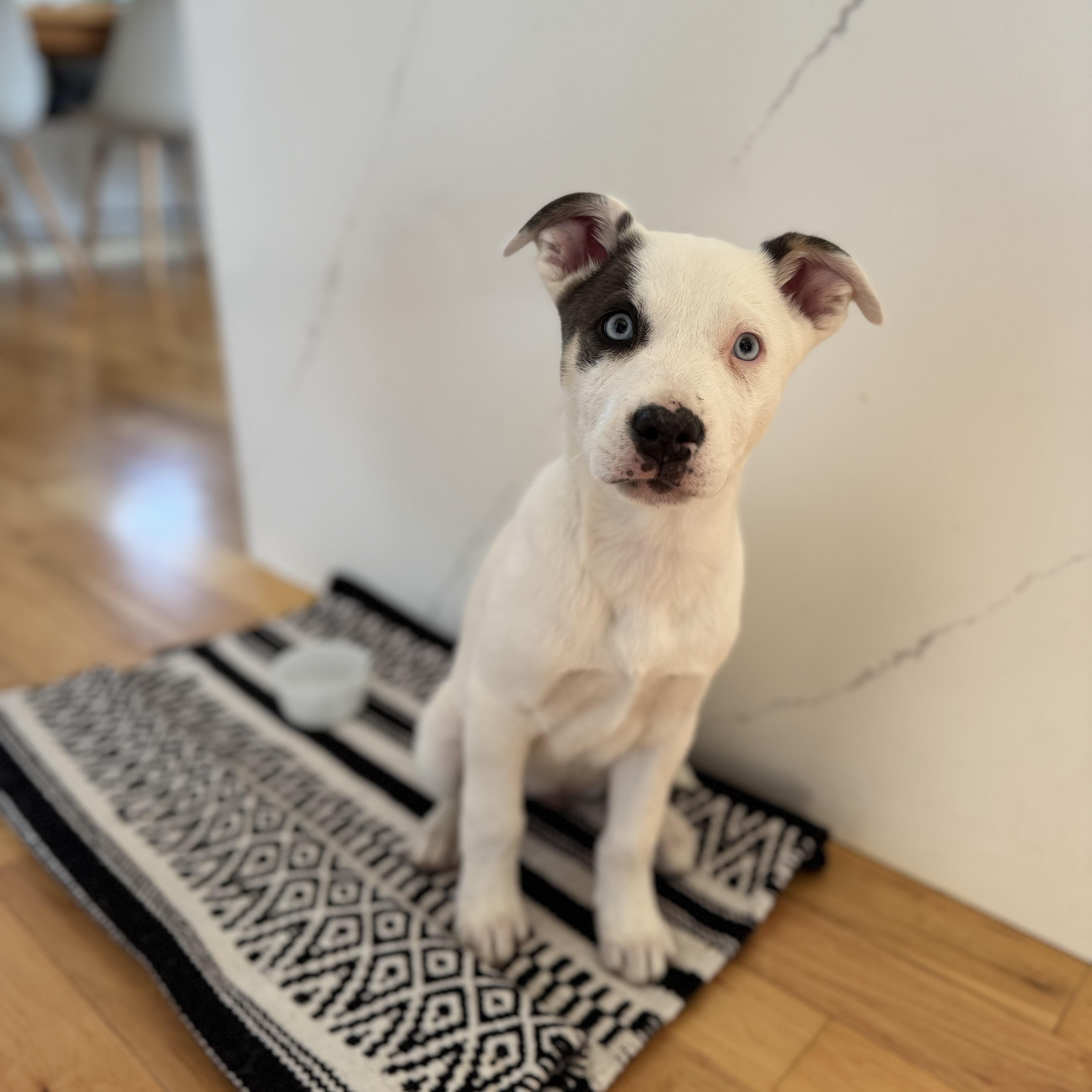 Muffin, adopted, Puppy Female Husky & American Staffordshire Terrier.