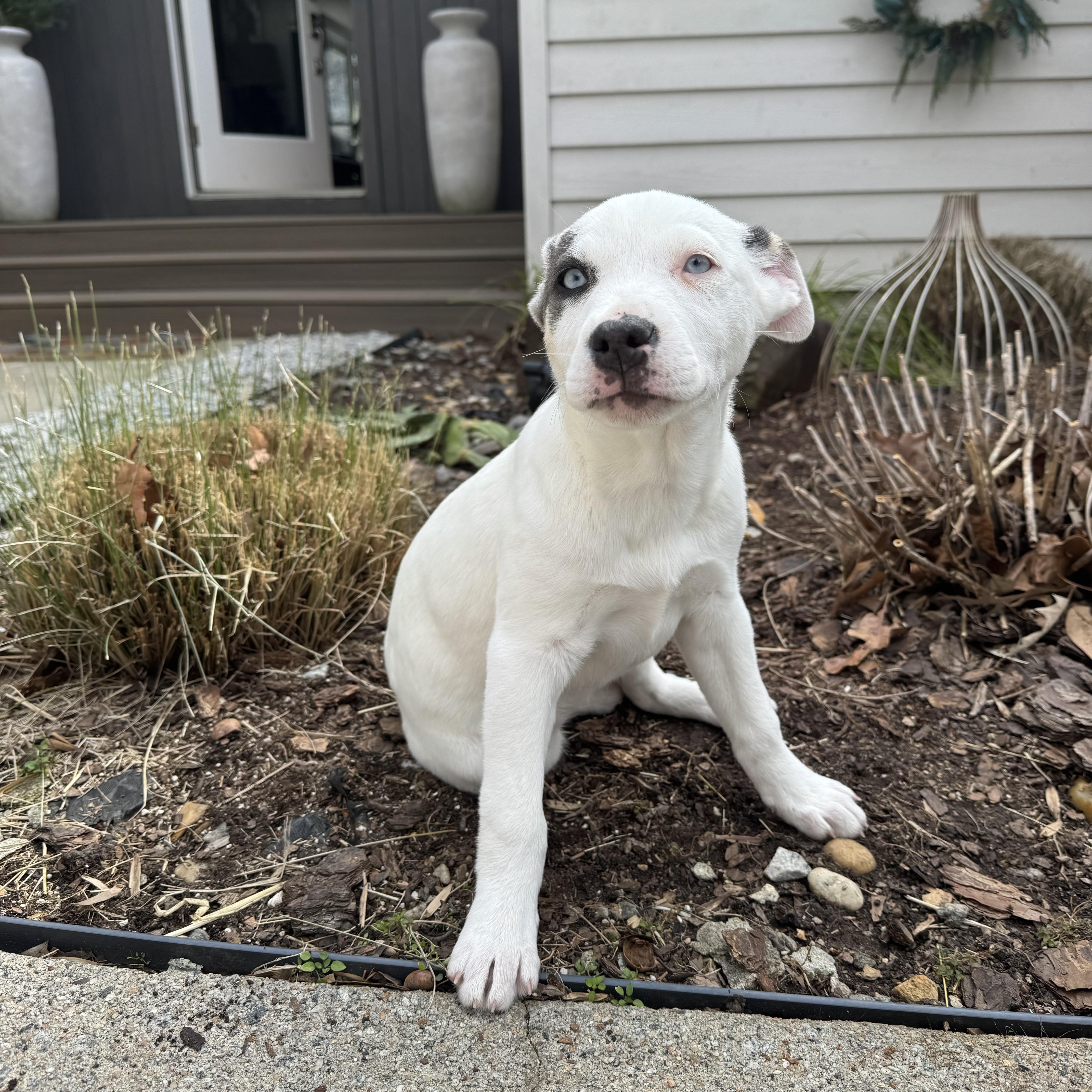 Muffin, an adopted mixed breed in Roswell, GA image 4/5