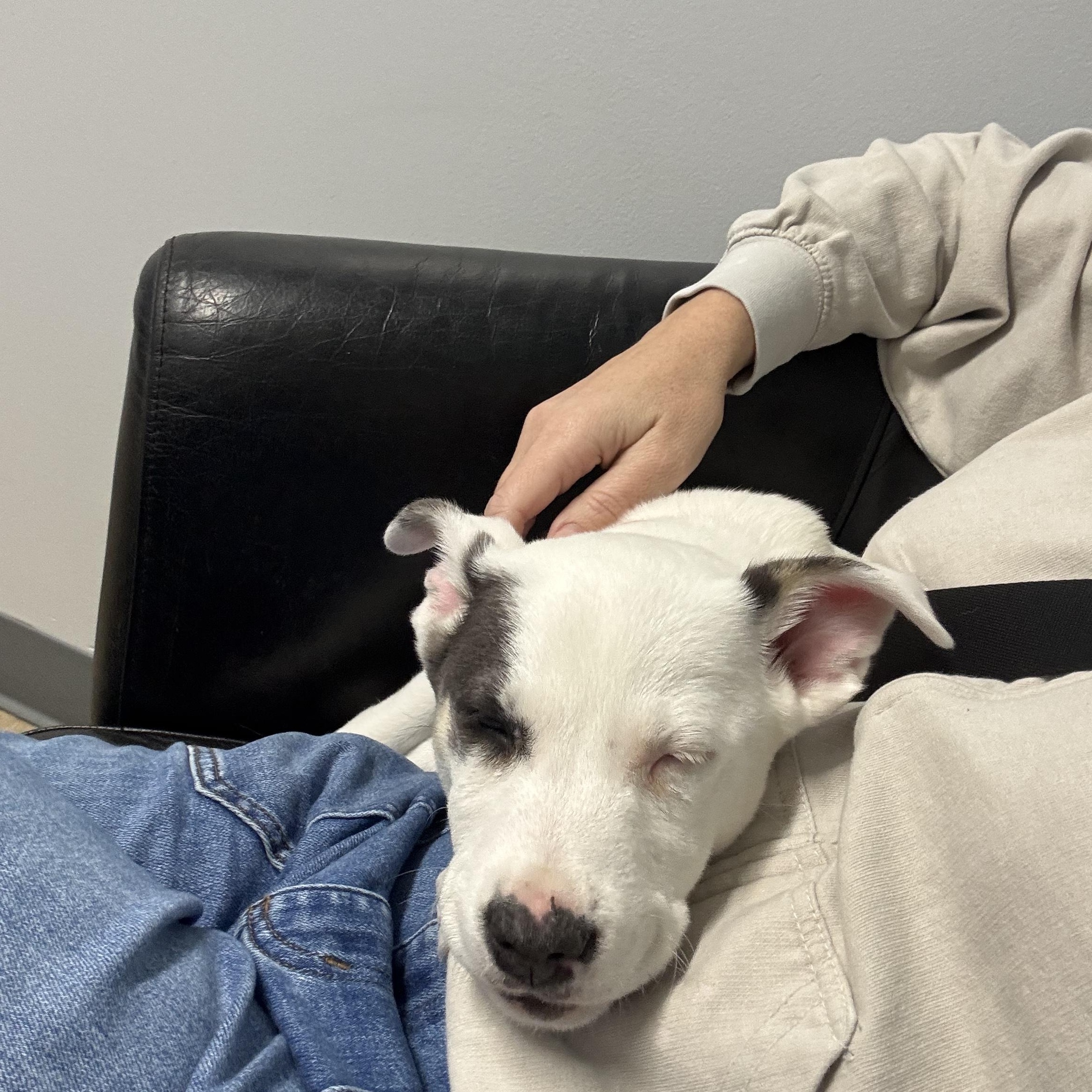 Muffin, an adopted mixed breed in Roswell, GA image 5/5