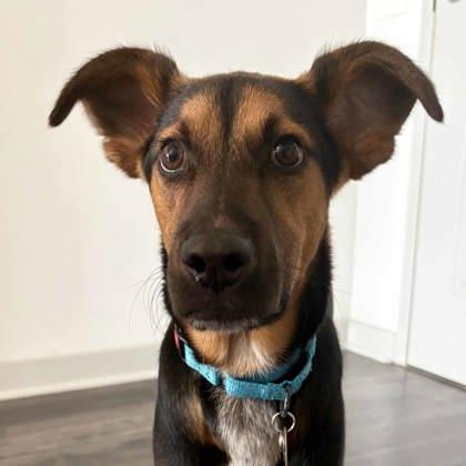 Dagger, Adoptable, Puppy Male Catahoula Leopard Dog & Mixed Breed.