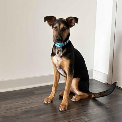 Dagger, a Adoptable mixed breed in Atlanta, GA image 2/3