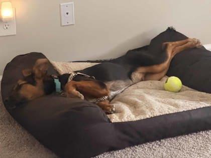 Dagger, a Adoptable mixed breed in Atlanta, GA image 3/3