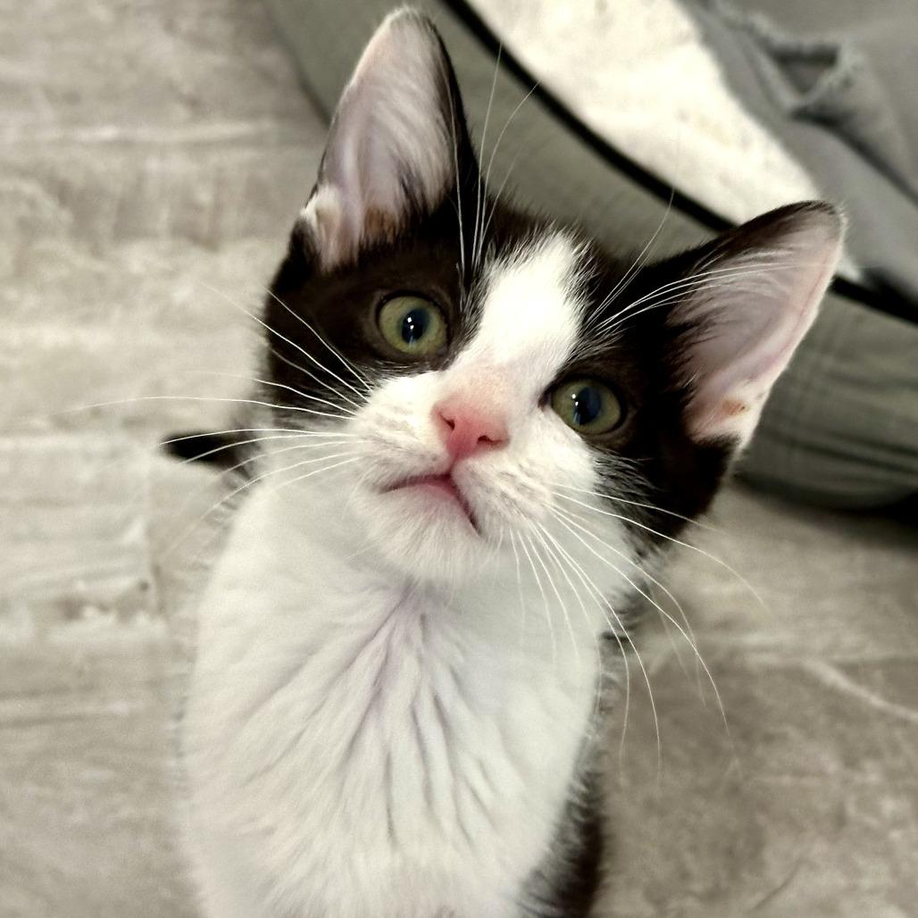 Moo, Adoptable, Young Male Domestic Short Hair.