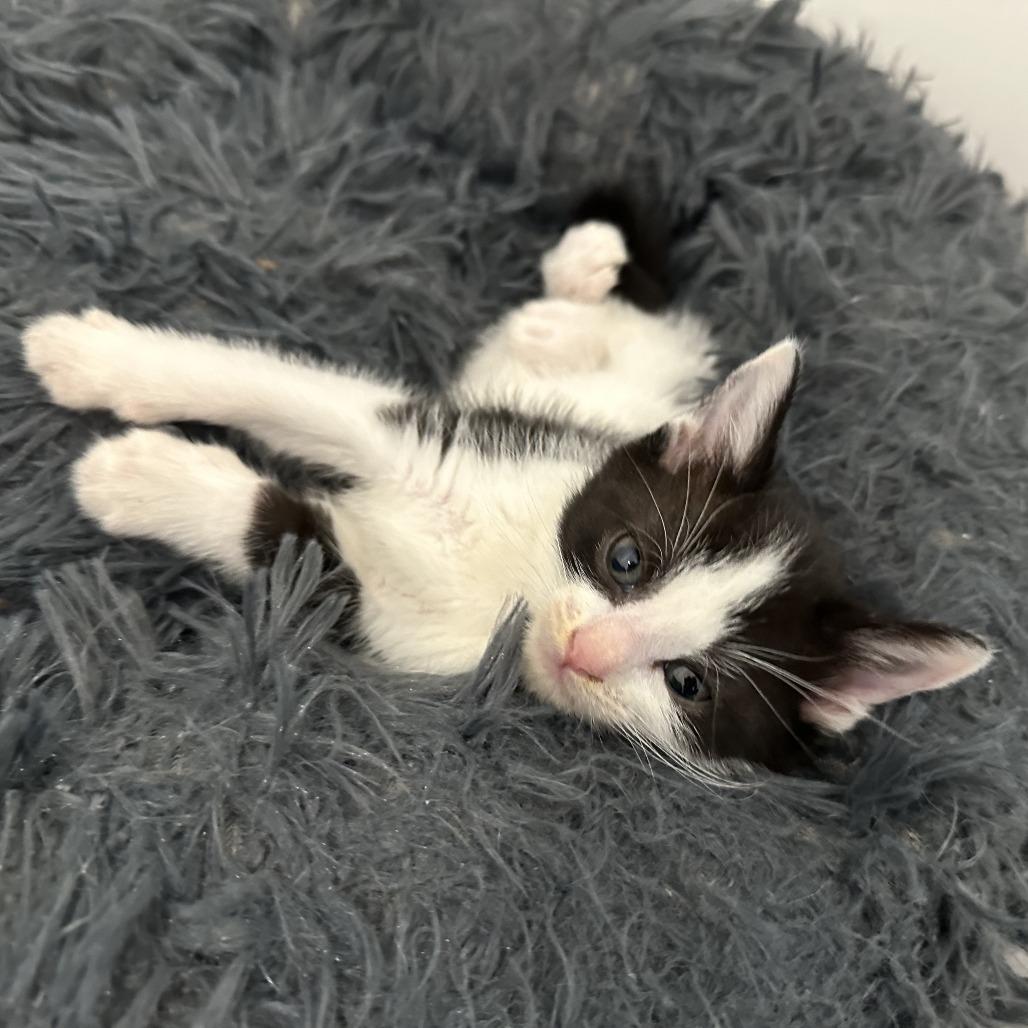 Enlarge Moo, a Adoptable Domestic Short Hair in Durango, CO image 2/6