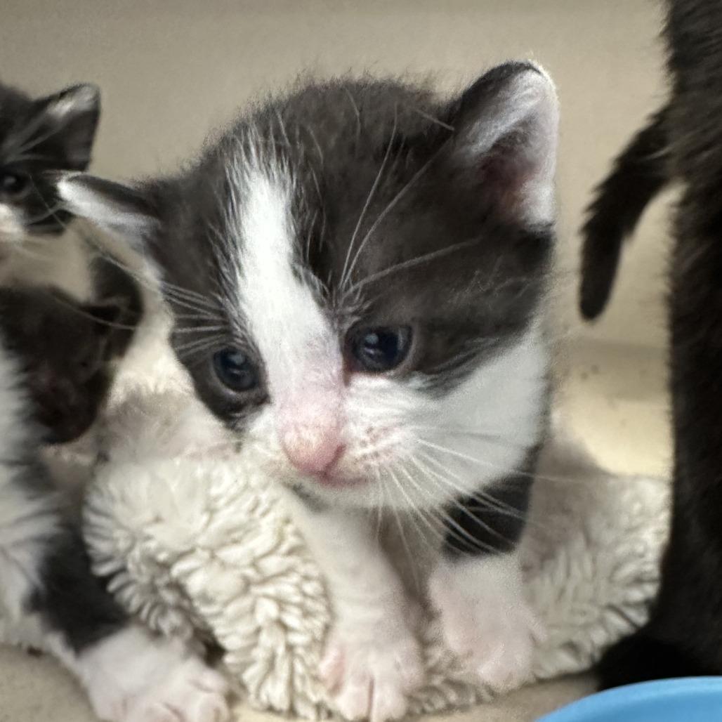 Enlarge Moo, a Adoptable Domestic Short Hair in Durango, CO image 3/6