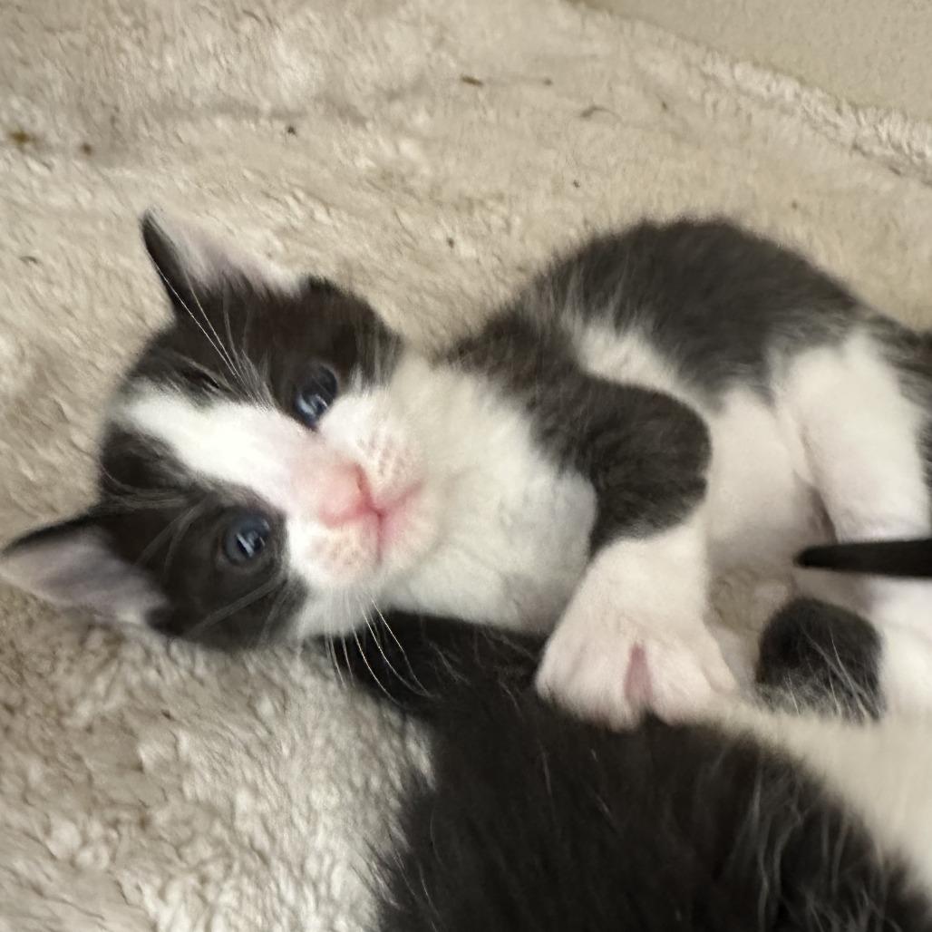 Enlarge Moo, a Adoptable Domestic Short Hair in Durango, CO image 5/6