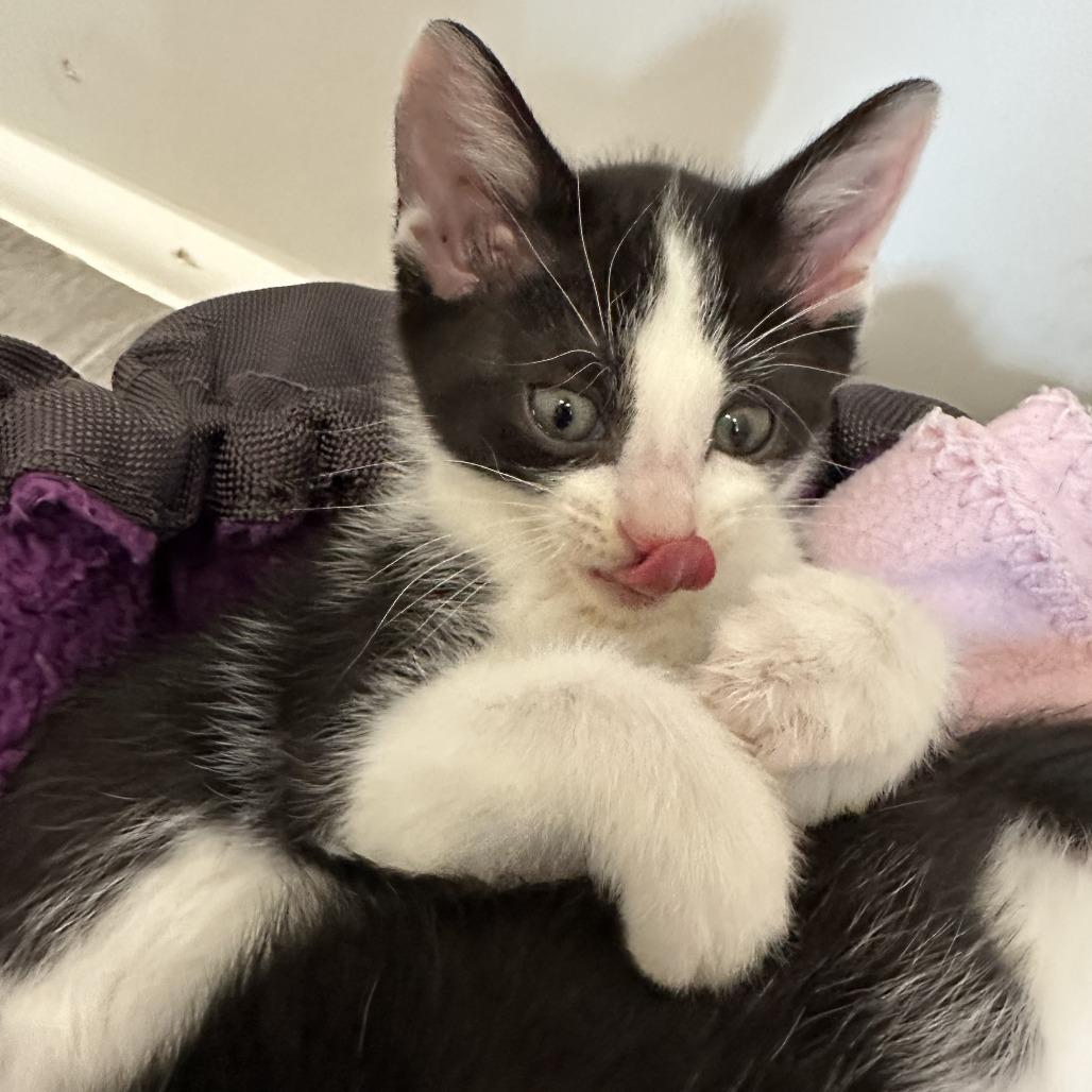 Enlarge Moo, a Adoptable Domestic Short Hair in Durango, CO image 6/6