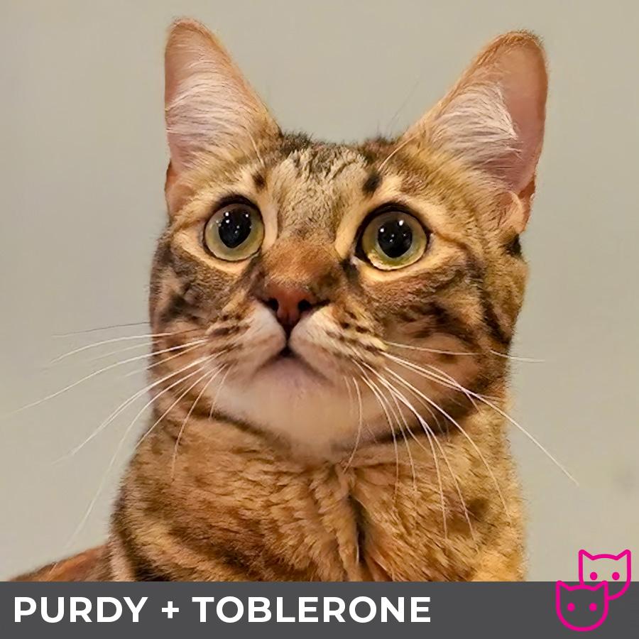 Purdy (bonded with Toblerone), an adoptable Domestic Short Hair, Bengal in Etobicoke, ON, M8W 2V4 | Photo Image 1